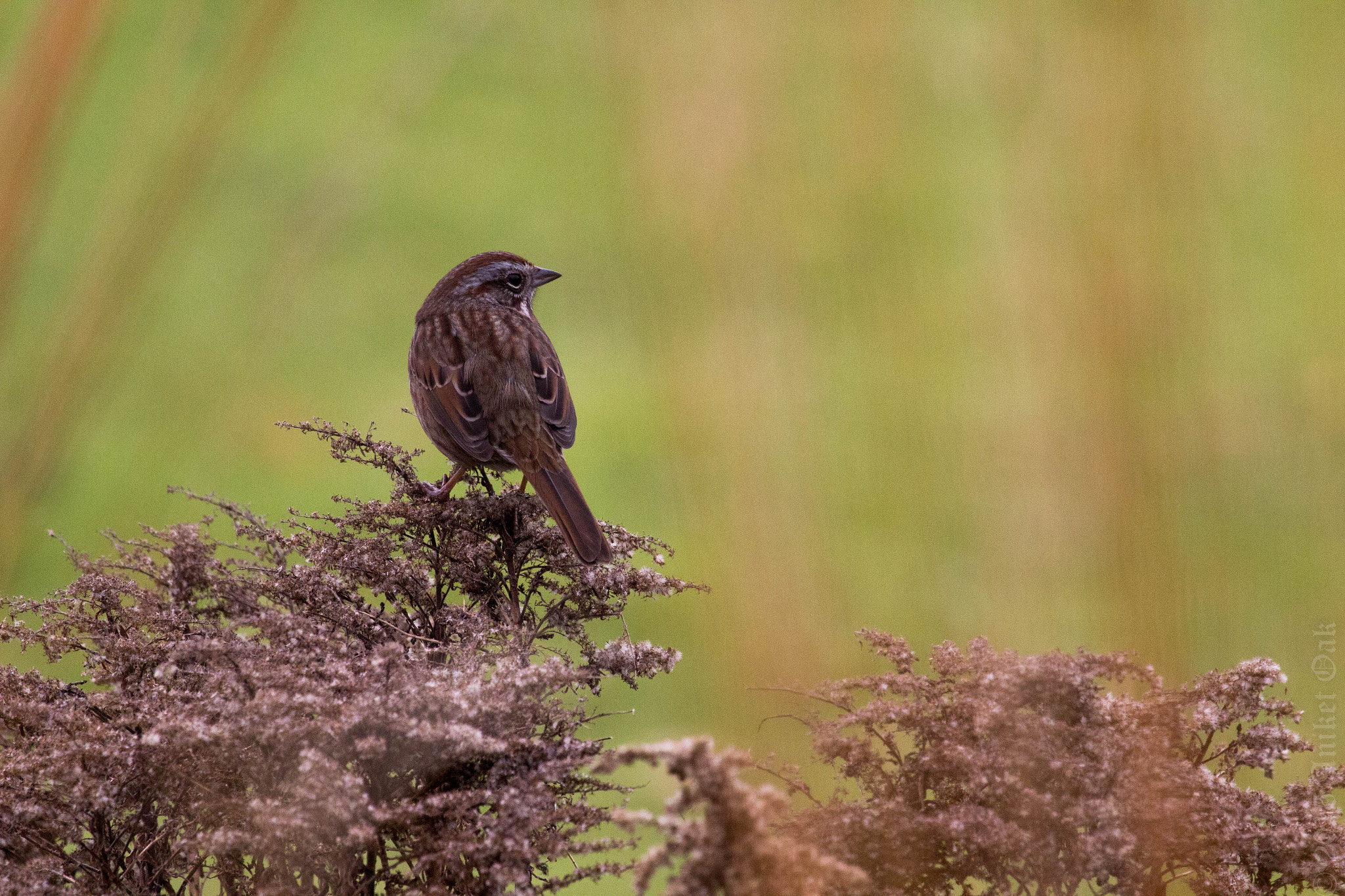 Canon EF 100-400mm F4.5-5.6L IS USM sample photo. Song sparrow photography