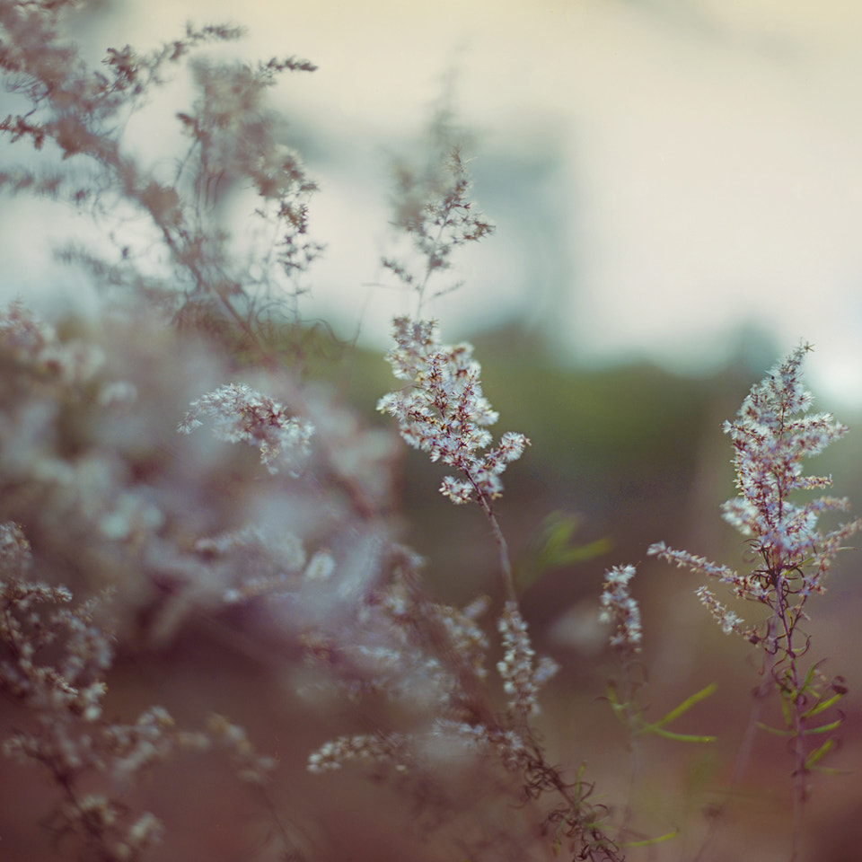 Nikon D7000 + Nikon AF Micro-Nikkor 200mm F4D ED-IF sample photo. Day dream photography