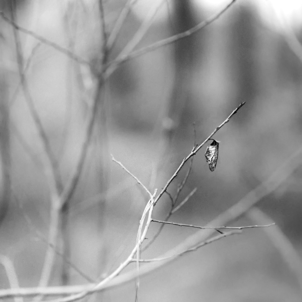 Nikon D7000 + Nikon AF Micro-Nikkor 200mm F4D ED-IF sample photo. Holding on photography