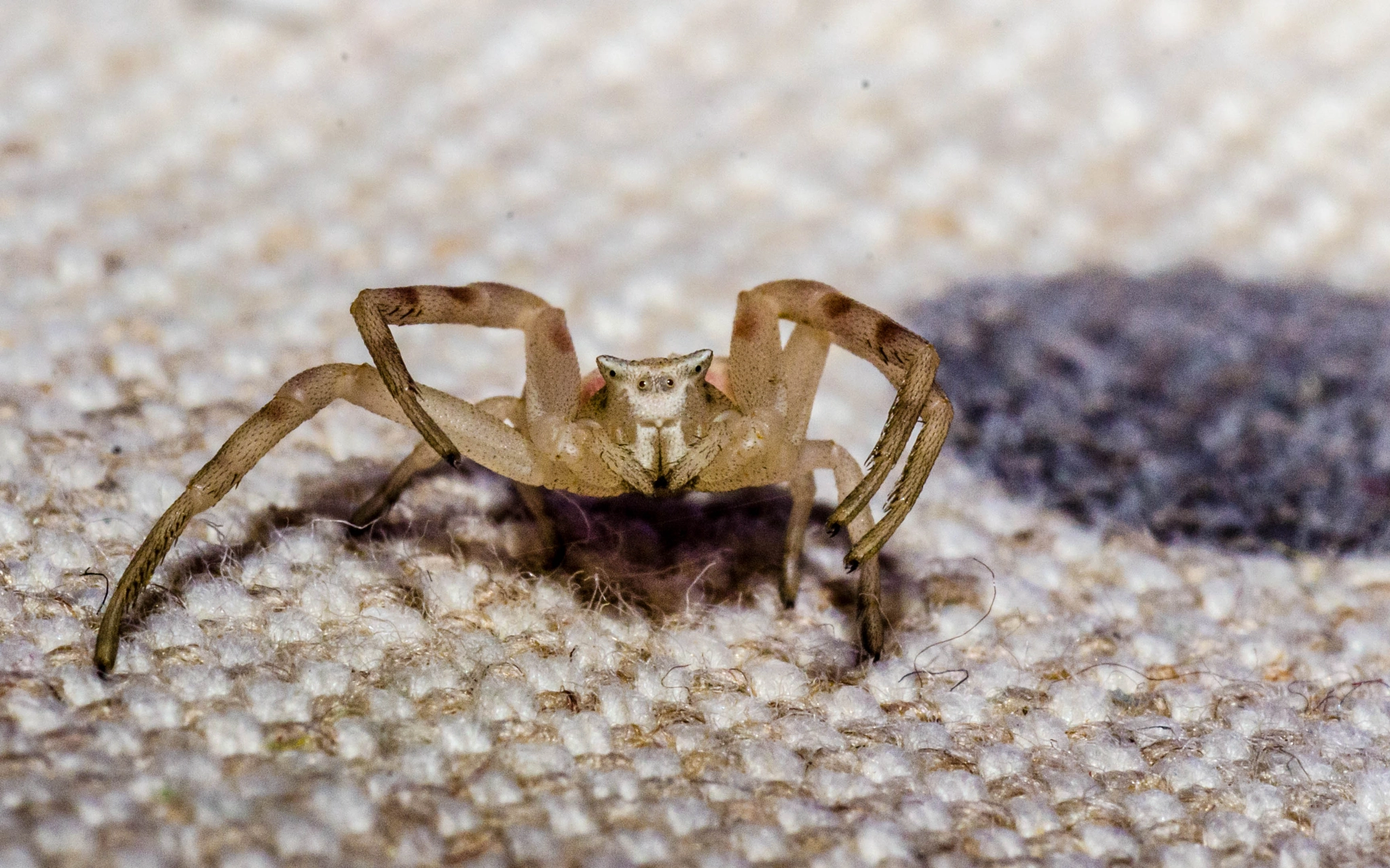 Cosina AF 100mm F3.5 Macro sample photo. A tiny spider photography
