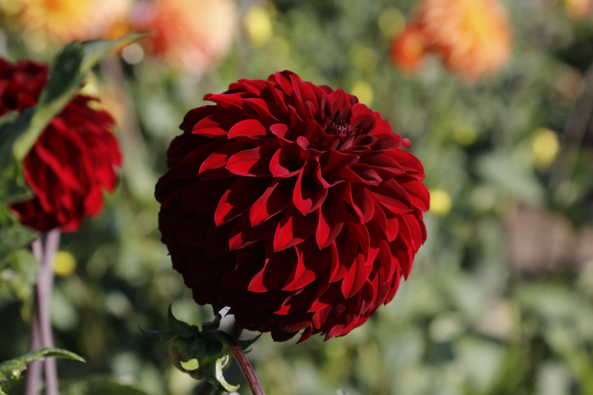 Canon EOS 750D (EOS Rebel T6i / EOS Kiss X8i) sample photo