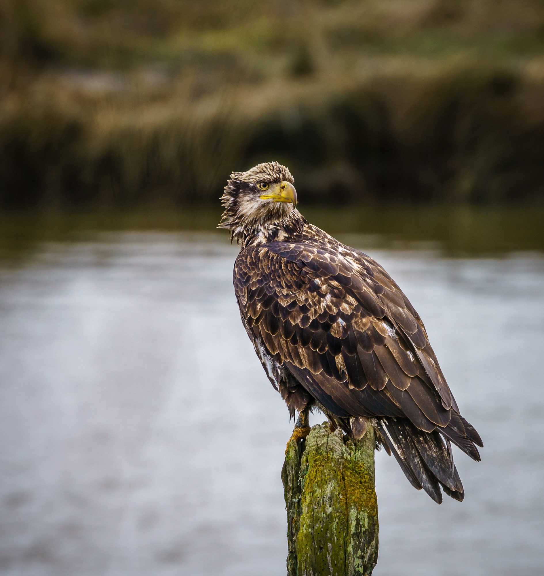 Canon EF 100-400mm F4.5-5.6L IS II USM sample photo. Bald eagle photography