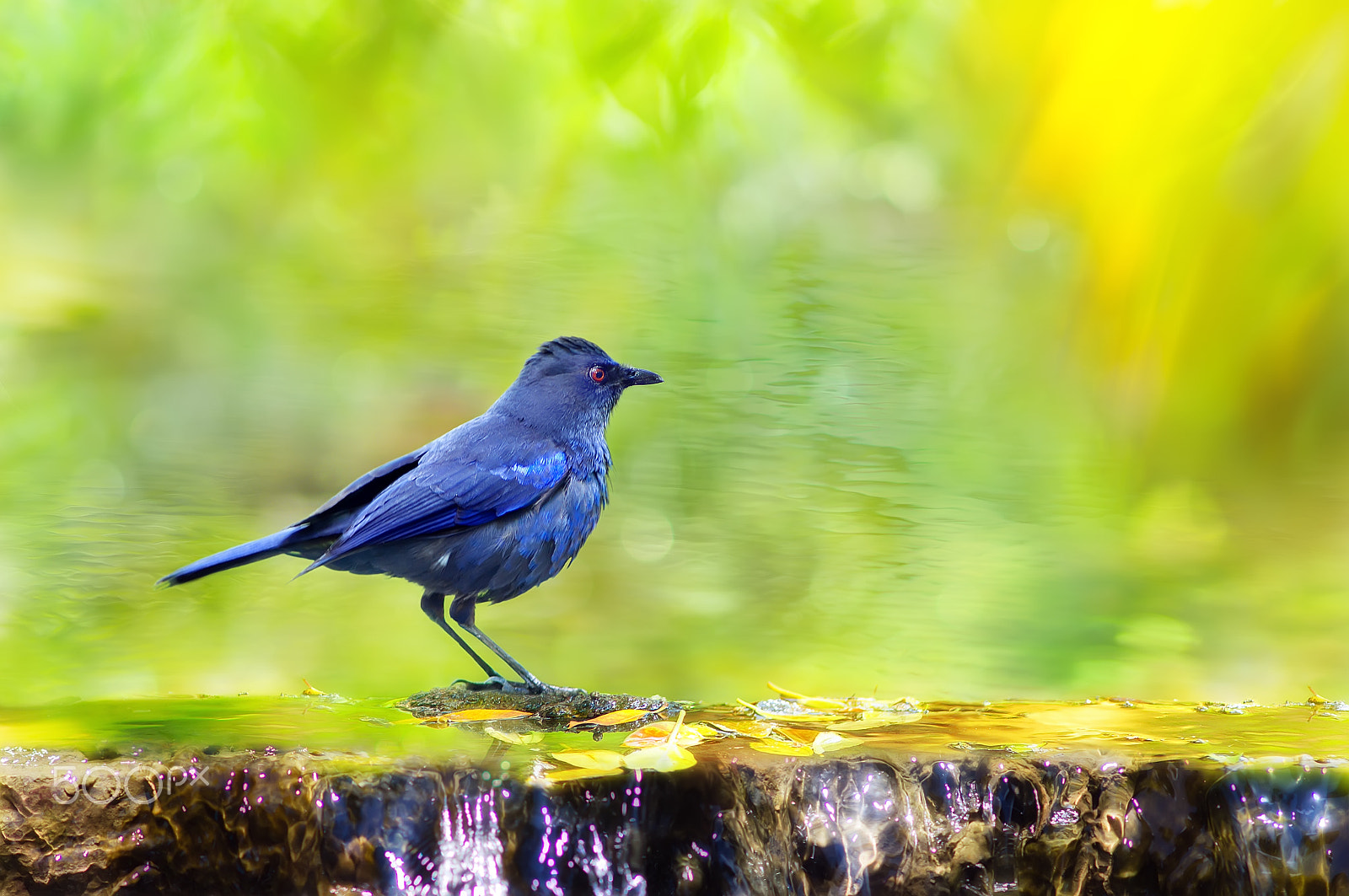 Minolta AF 300mm F2.8 APO sample photo. ～ formosan whistling thrush ～ photography