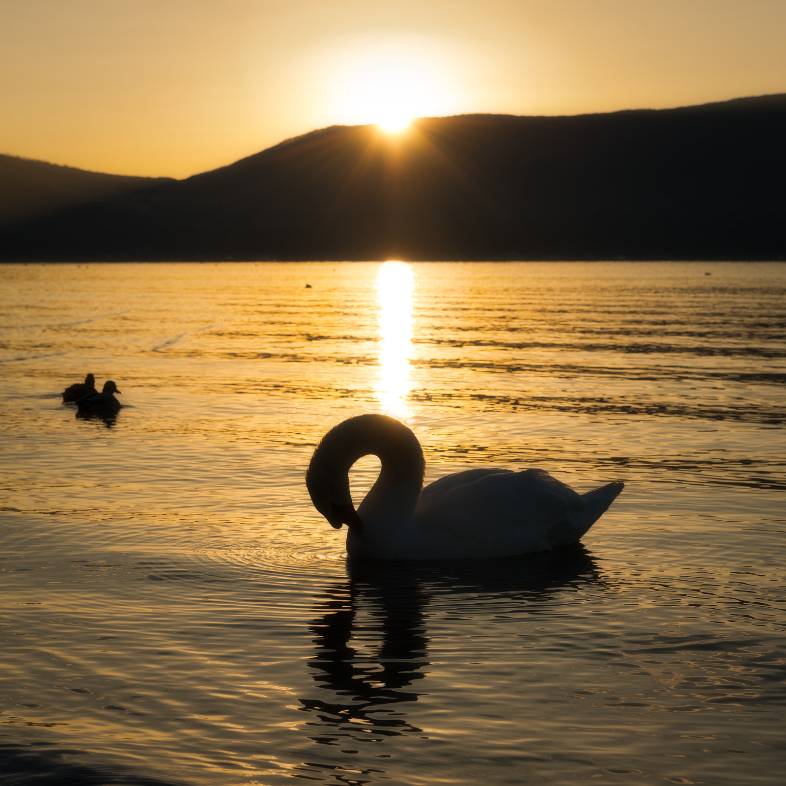 Nikon AF-S Nikkor 24-70mm F2.8E ED VR sample photo. The golden "8" photography