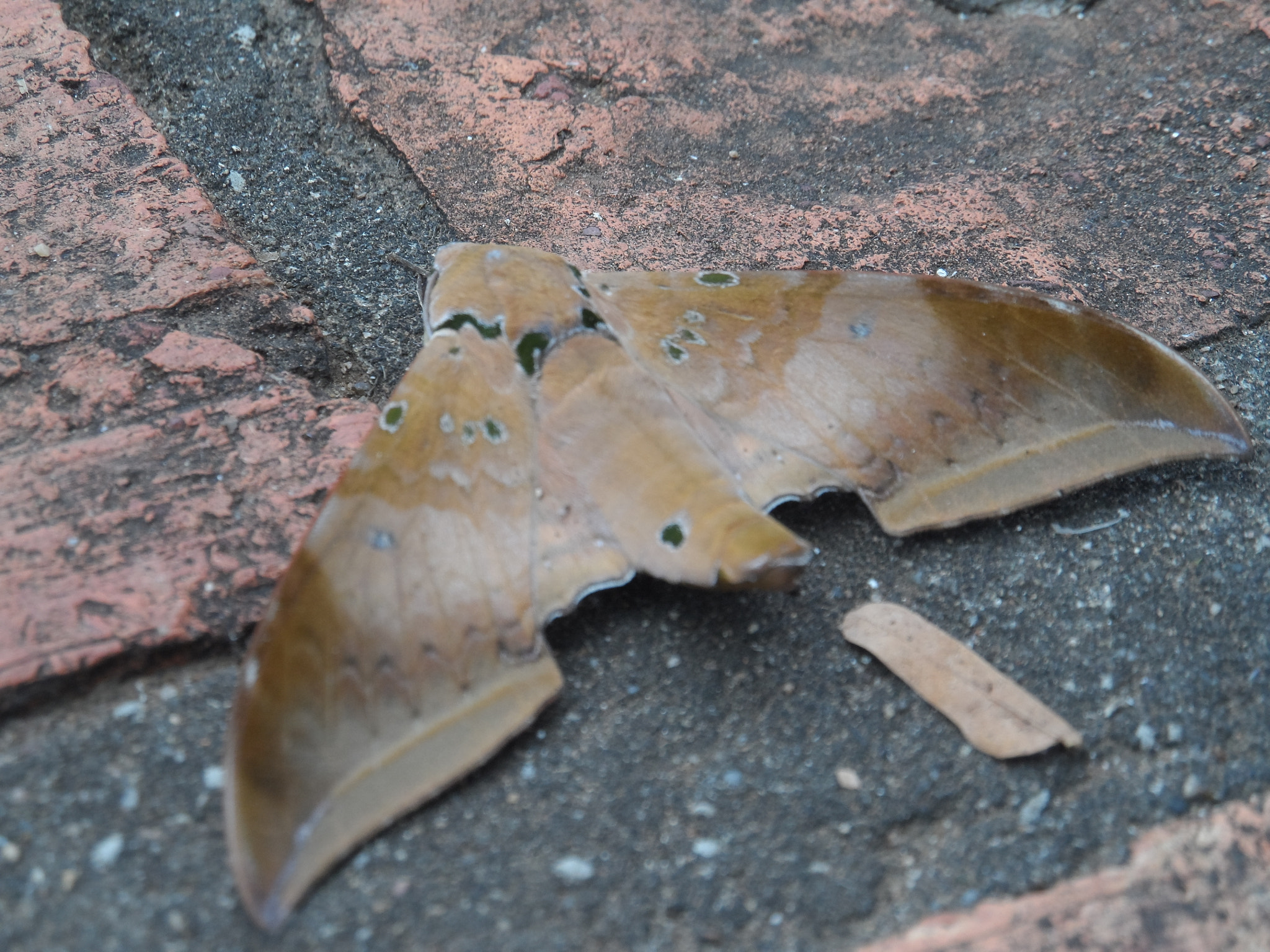 Samsung WB150 / WB150F / WB152 / WB152F / WB151 sample photo. Papillon de nuit photography