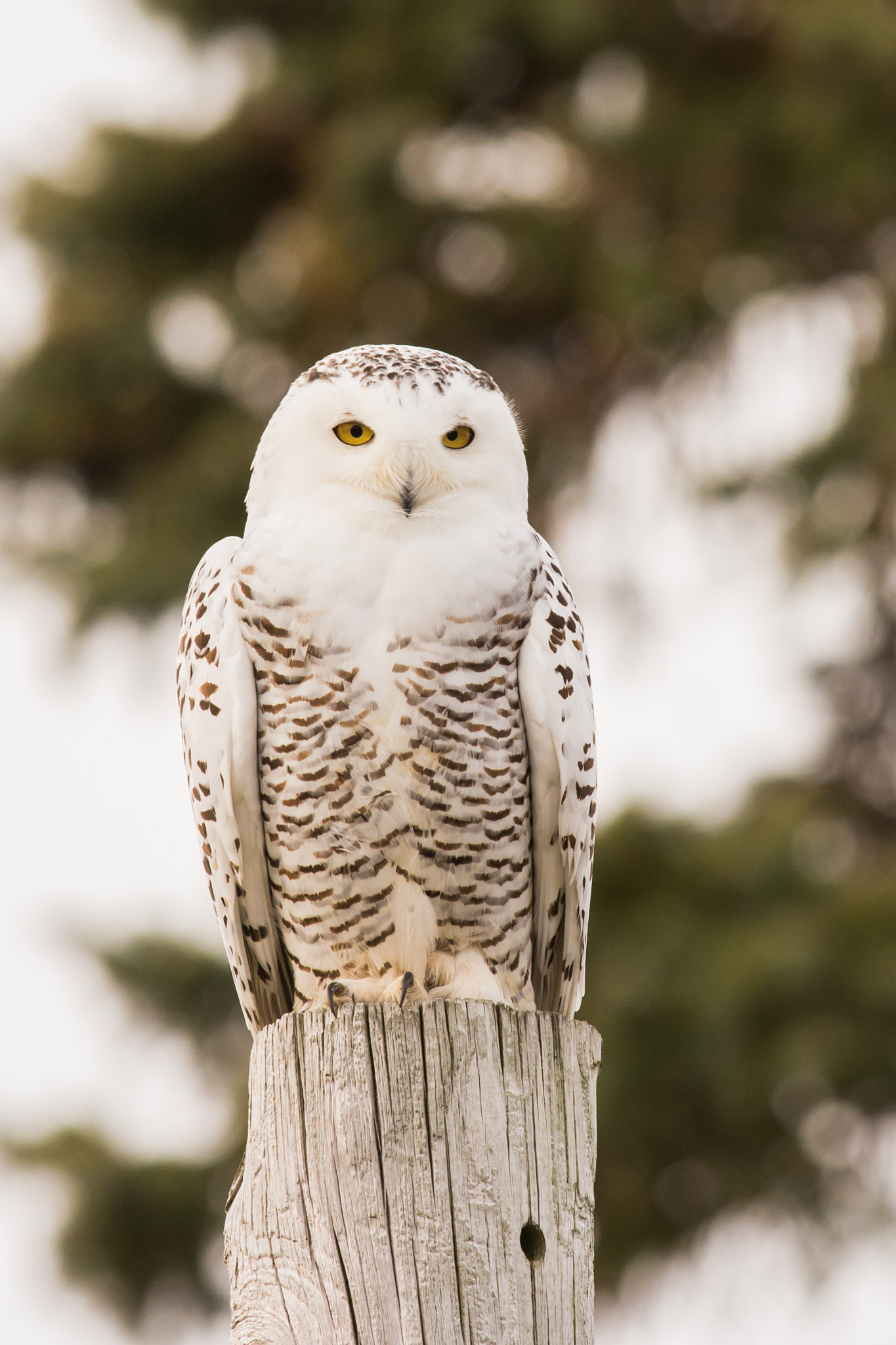 AF-S Nikkor 300mm f/2.8D IF-ED II sample photo. Snowy owl photography