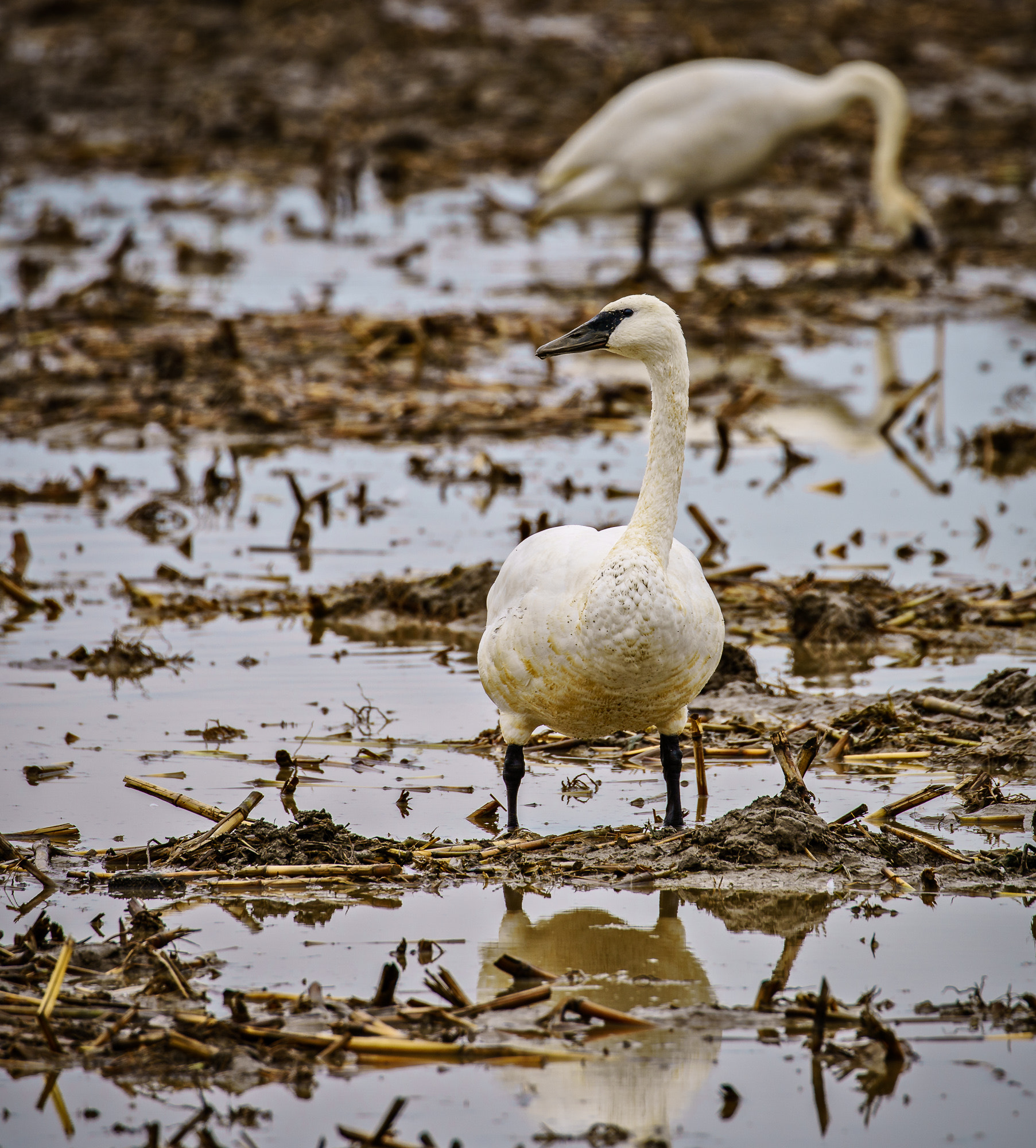 Sony a7R II + Canon EF 100-400mm F4.5-5.6L IS II USM sample photo. Trumpeter swan photography