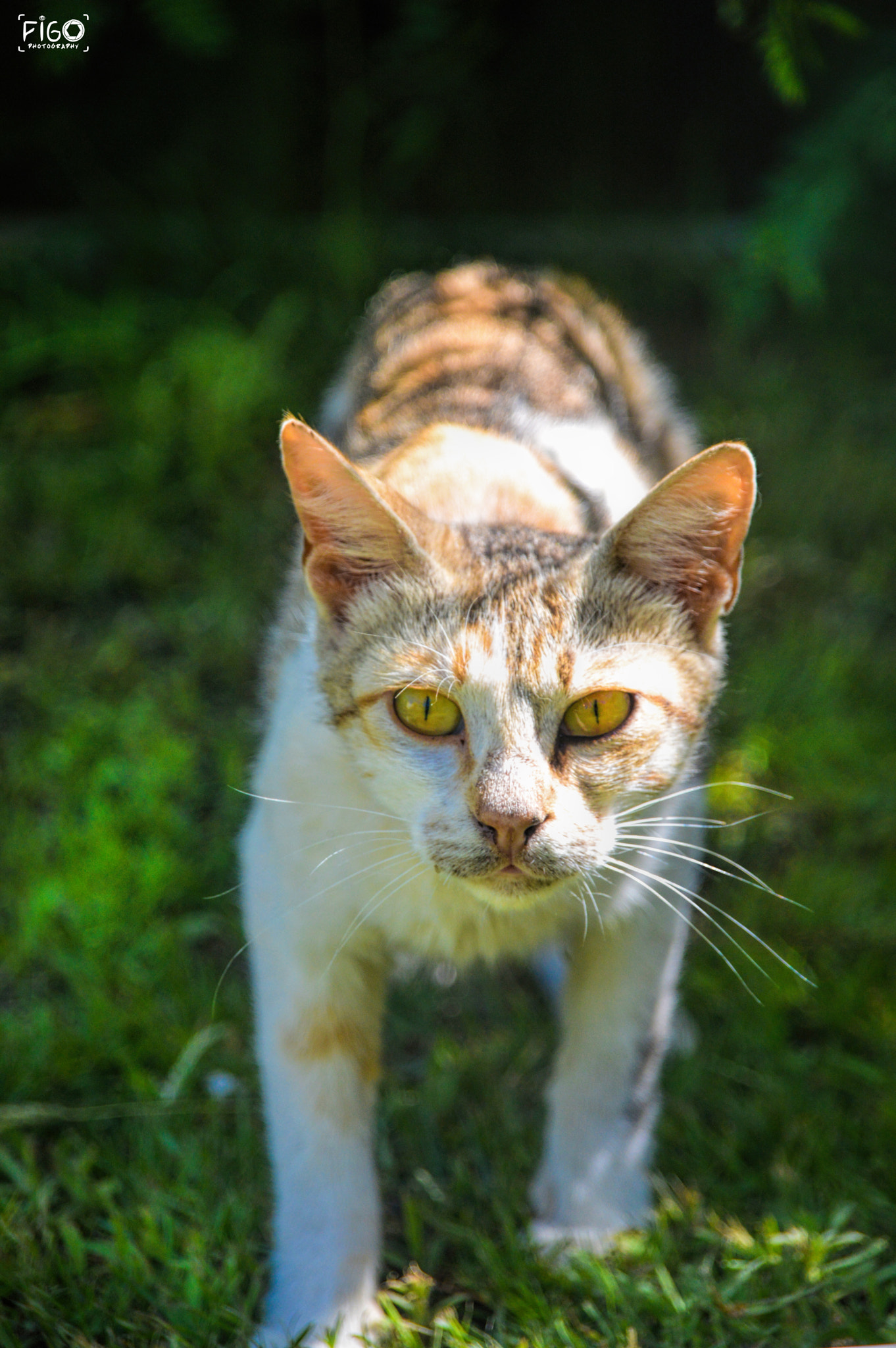 Nikon D3200 + Sigma 18-200mm F3.5-6.3 DC sample photo. Cat is beautifull eyes and strong photography