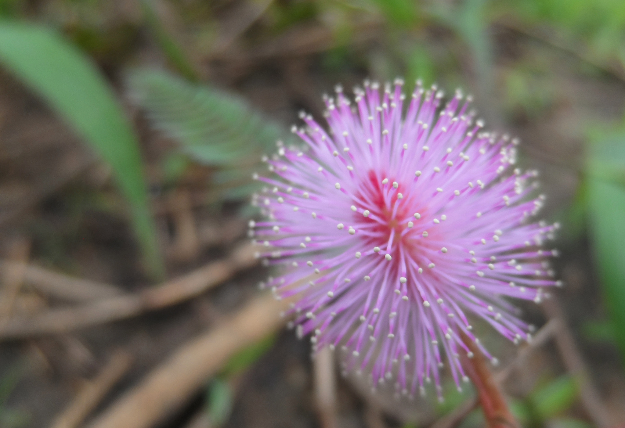 Samsung WB150 / WB150F / WB152 / WB152F / WB151 sample photo. Fleur de pastel photography