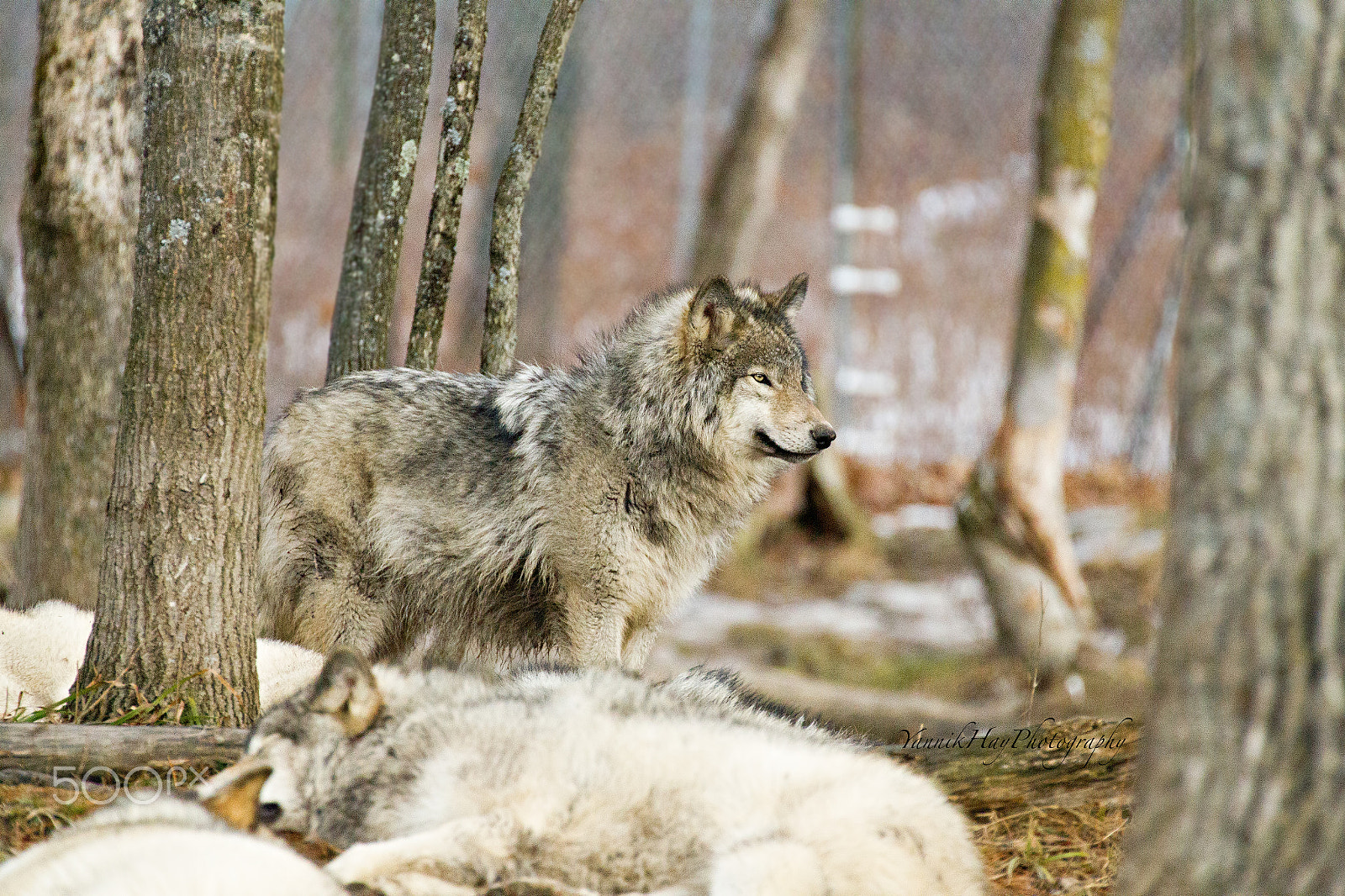 Canon EF 70-200mm F2.8L IS II USM sample photo. Watchful timber wolf photography