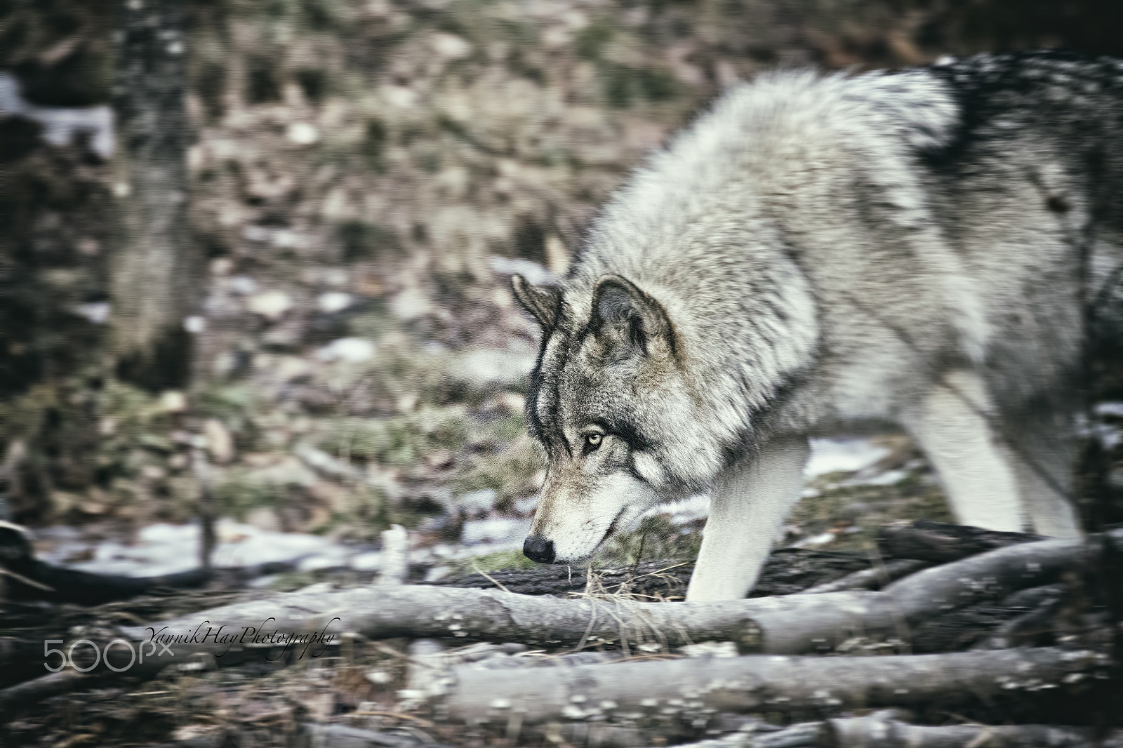 Canon EF 70-200mm F2.8L IS II USM sample photo. Timber wolf onto something photography