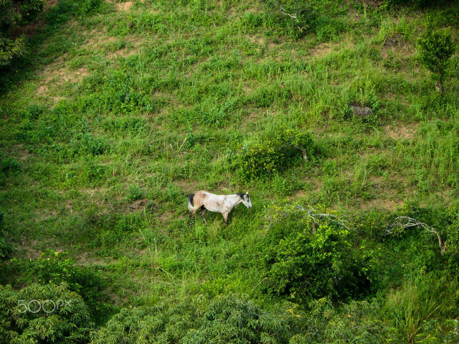 Samsung PL210, PL211 / VLUU PL210, PL211 sample photo. Wild horse photography