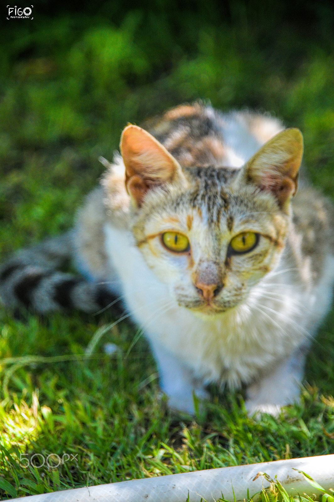 Nikon D3200 + Sigma 18-200mm F3.5-6.3 DC sample photo. Cat ready and sharp eyes photography