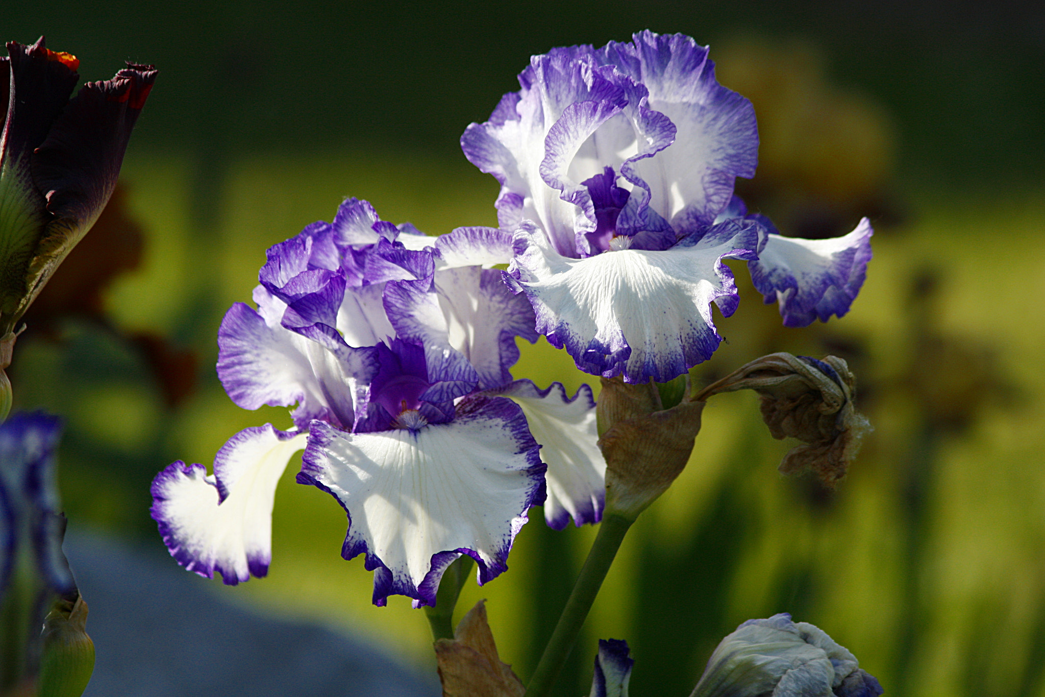 Canon EF 75-300mm F4.0-5.6 IS USM sample photo. Graceful iris photography