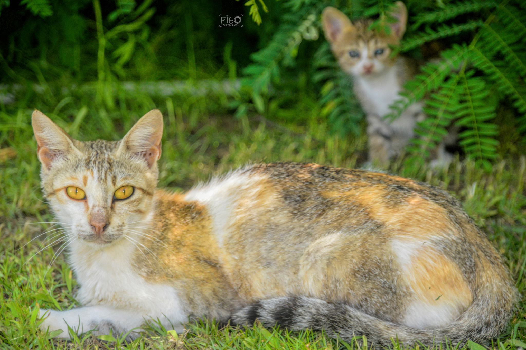 Nikon D3200 + Sigma 18-200mm F3.5-6.3 DC sample photo. Cat and became ready for photography photography