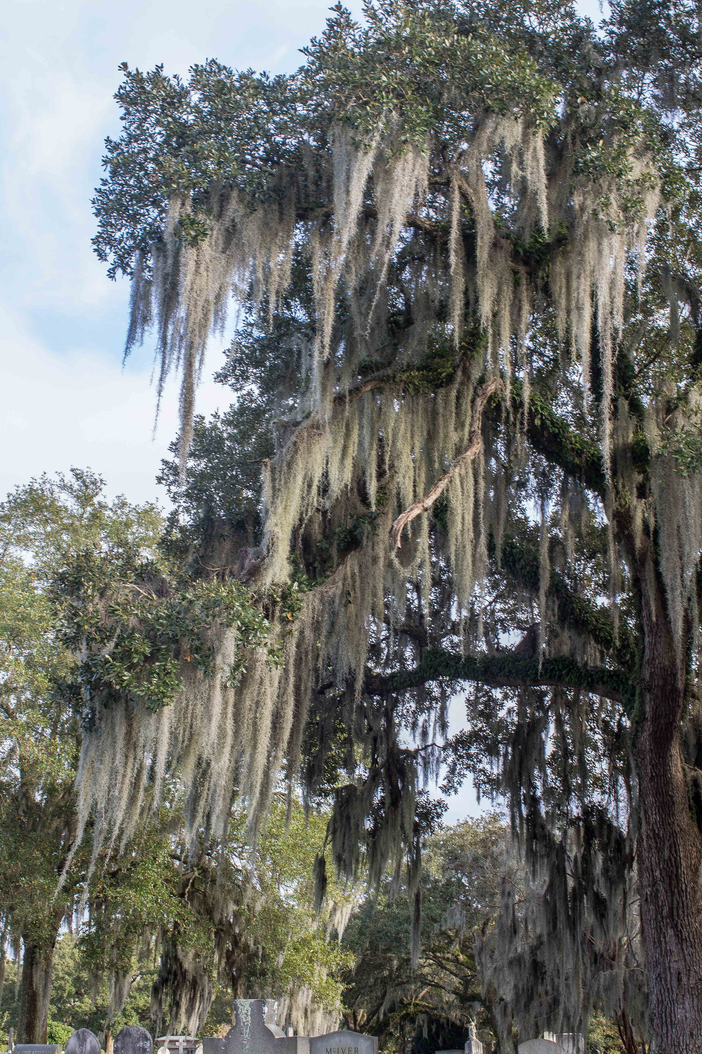 Canon EF 35mm F1.4L USM sample photo. Charleston day photography