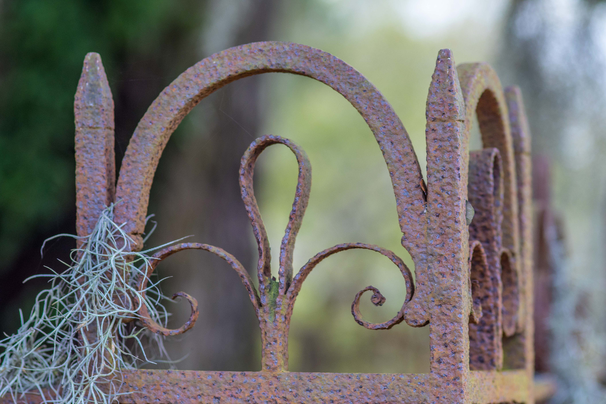 Sigma 105mm F2.8 EX DG Macro sample photo. Charleston day photography