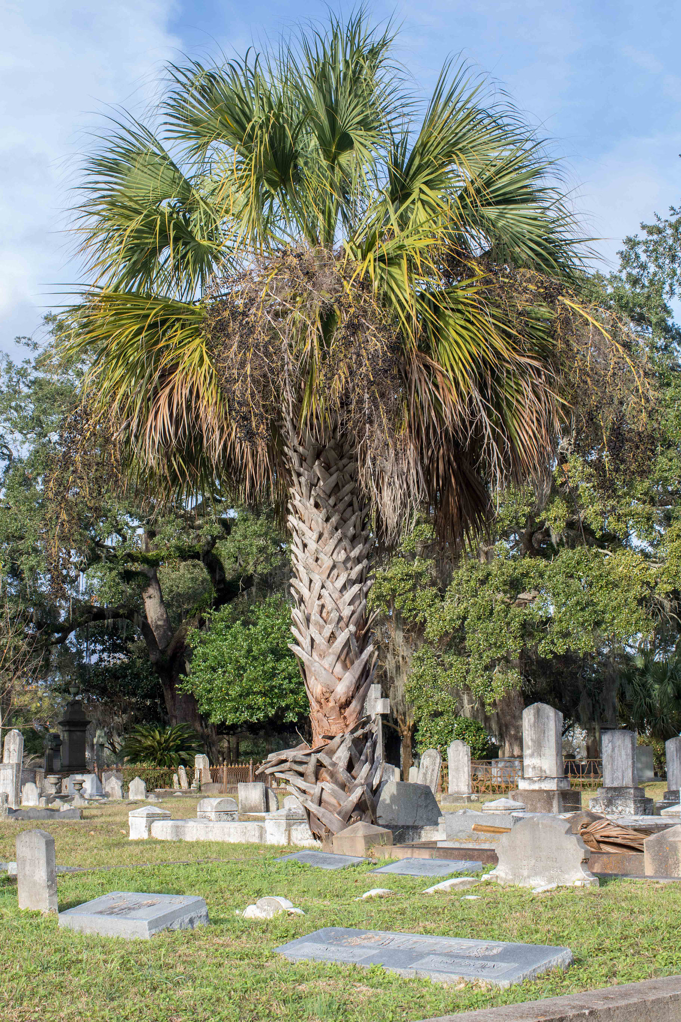 Canon EF 35mm F1.4L USM sample photo. Charleston day photography