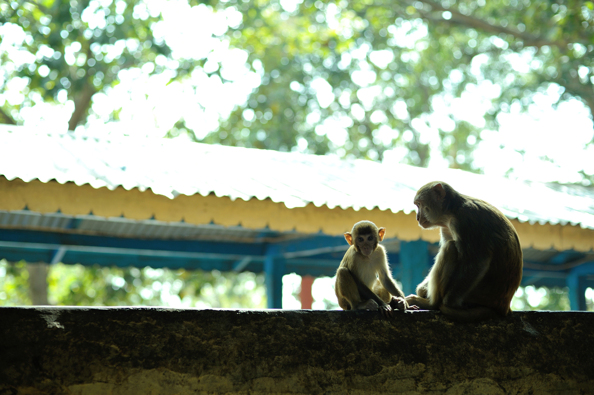 Nikon D700 + Voigtlander Nokton 58mm F1.4 SLII sample photo. Popa monkey photography