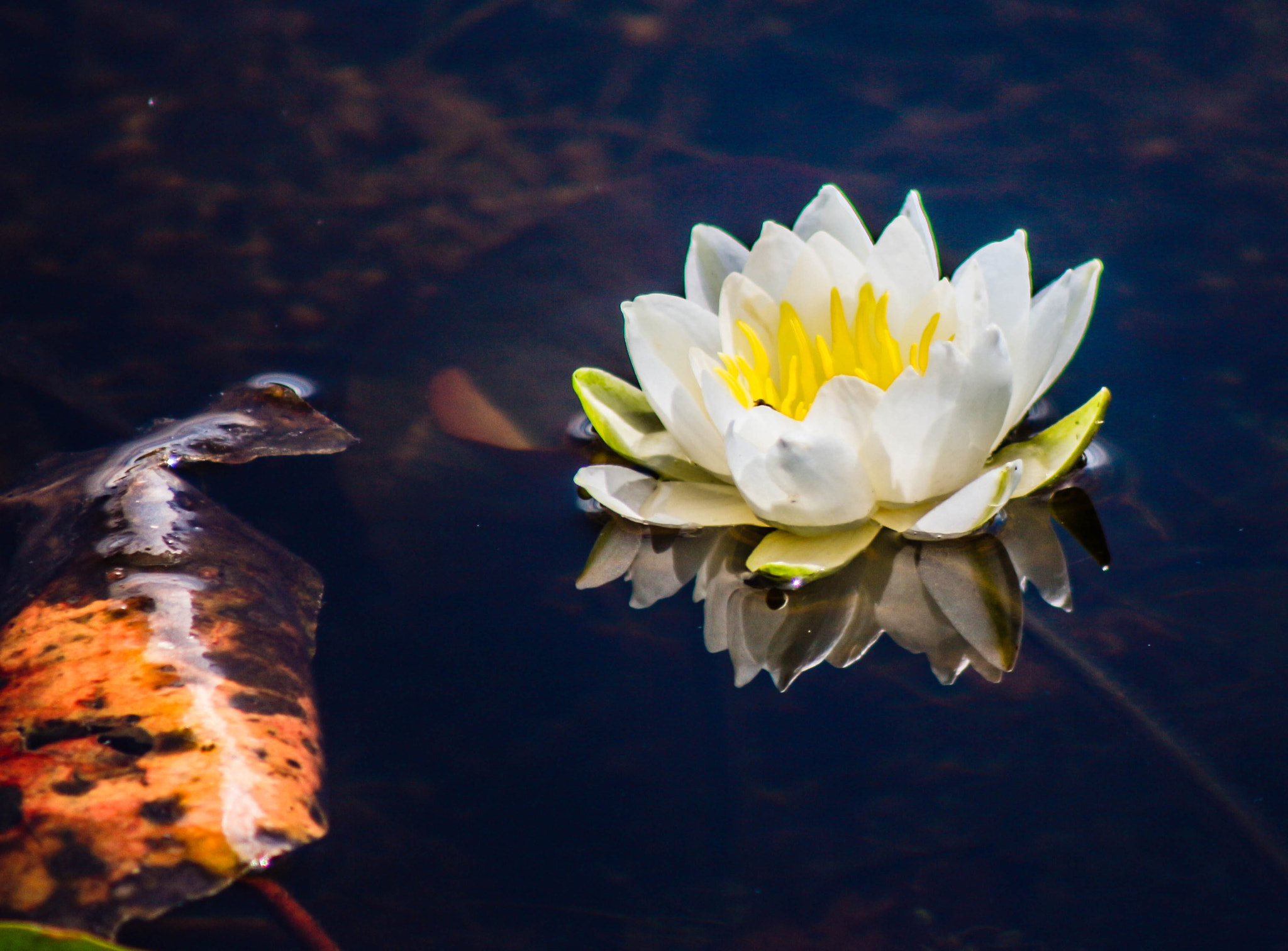 Canon EF 75-300mm f/4-5.6 USM sample photo. Water lily photography