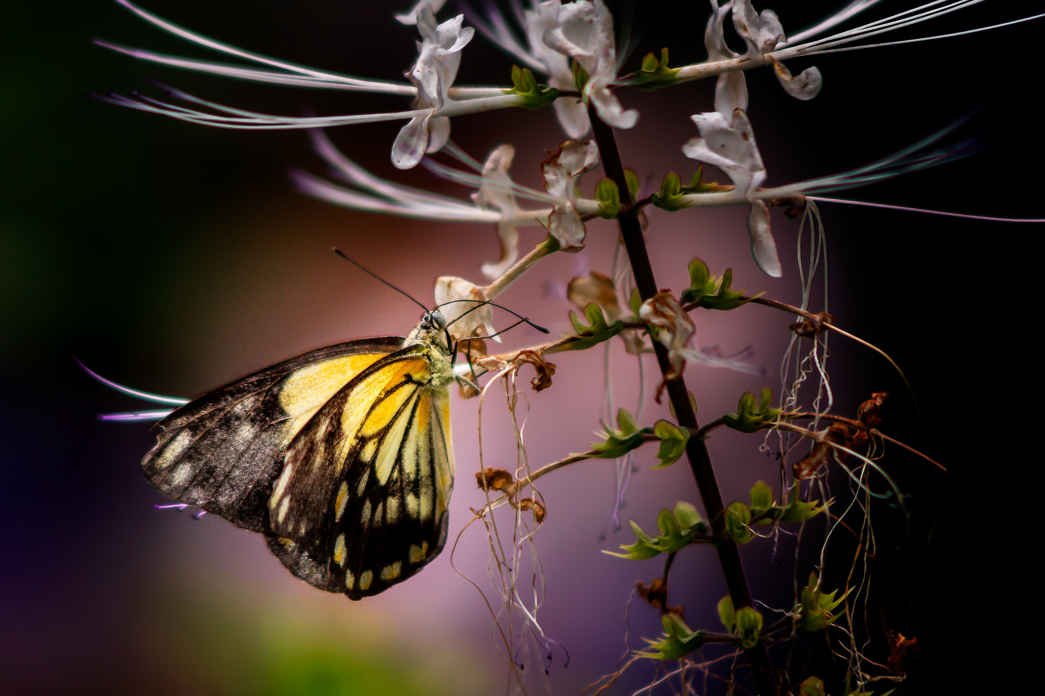 Canon EF 90-300mm F4.5-5.6 sample photo. Butterfly photography