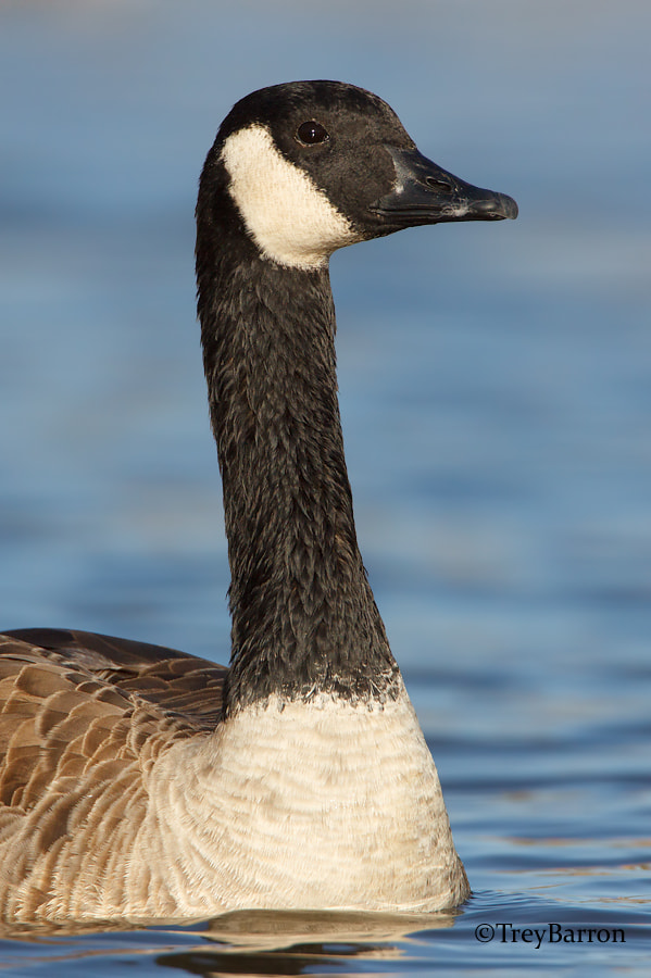 Canon EF 500mm F4L IS USM sample photo. Canada goose photography