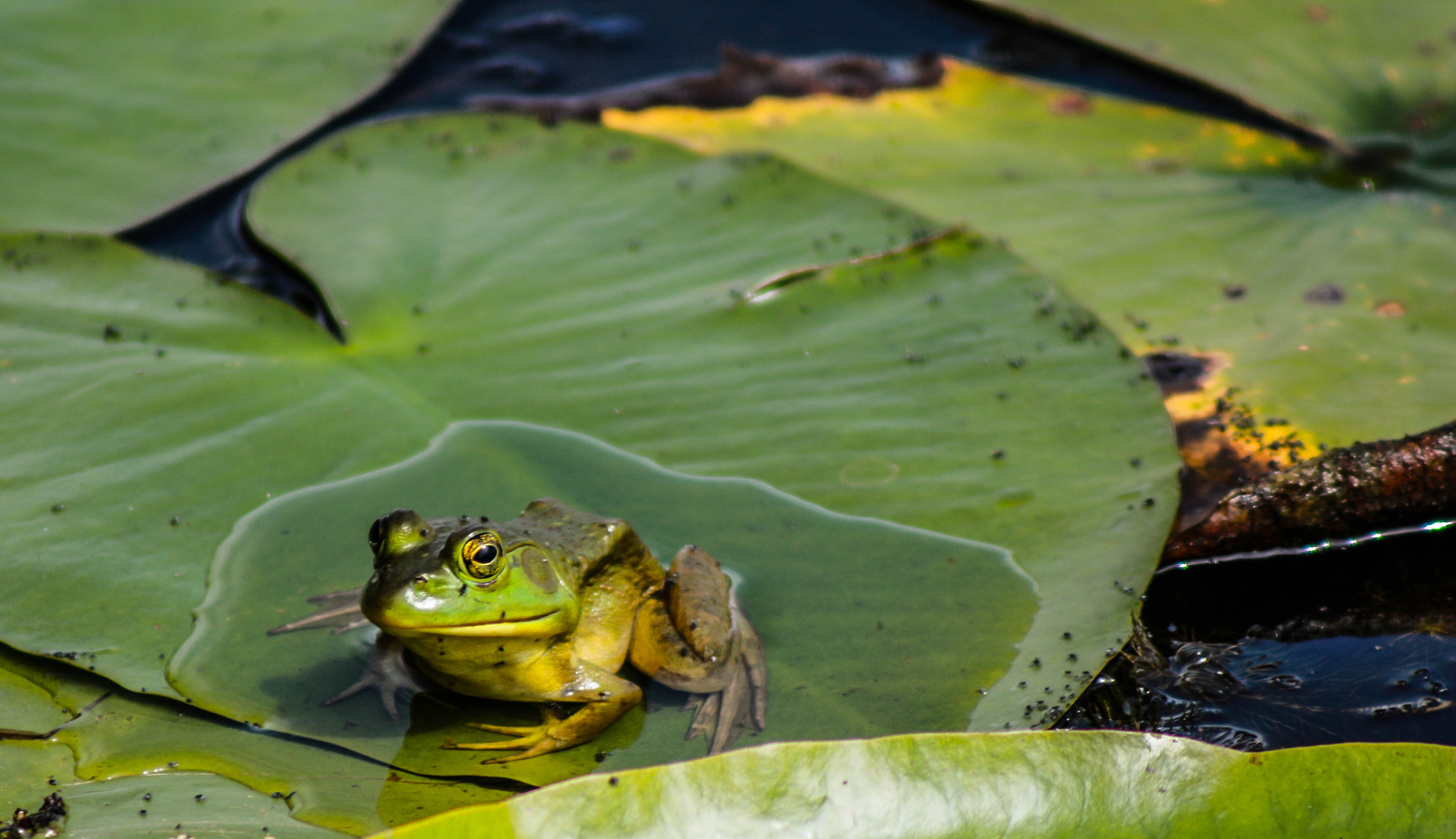Canon EF 75-300mm f/4-5.6 USM sample photo. Chillin' in my puddle photography