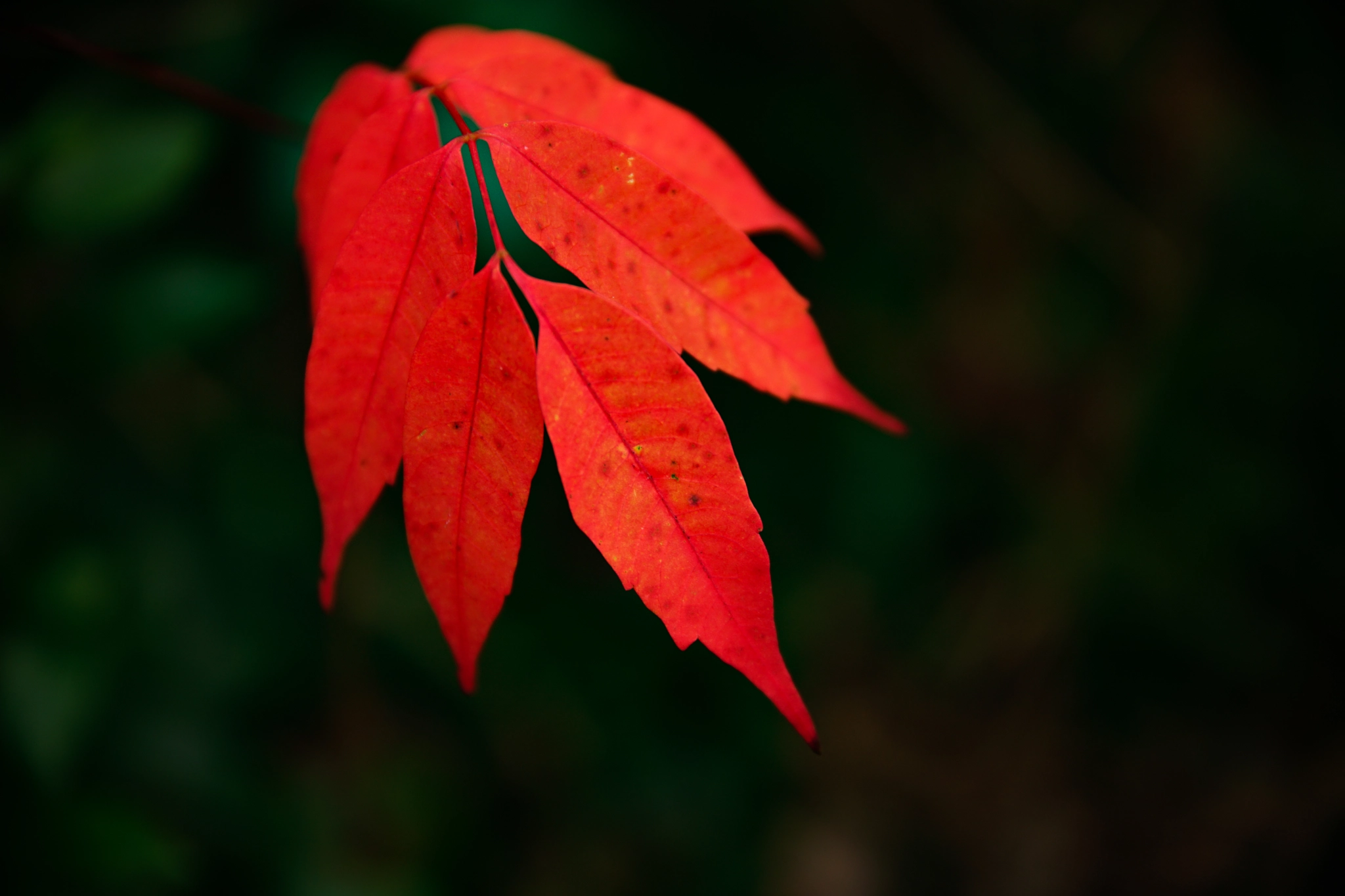 24-105mm F4 sample photo. Haji photography