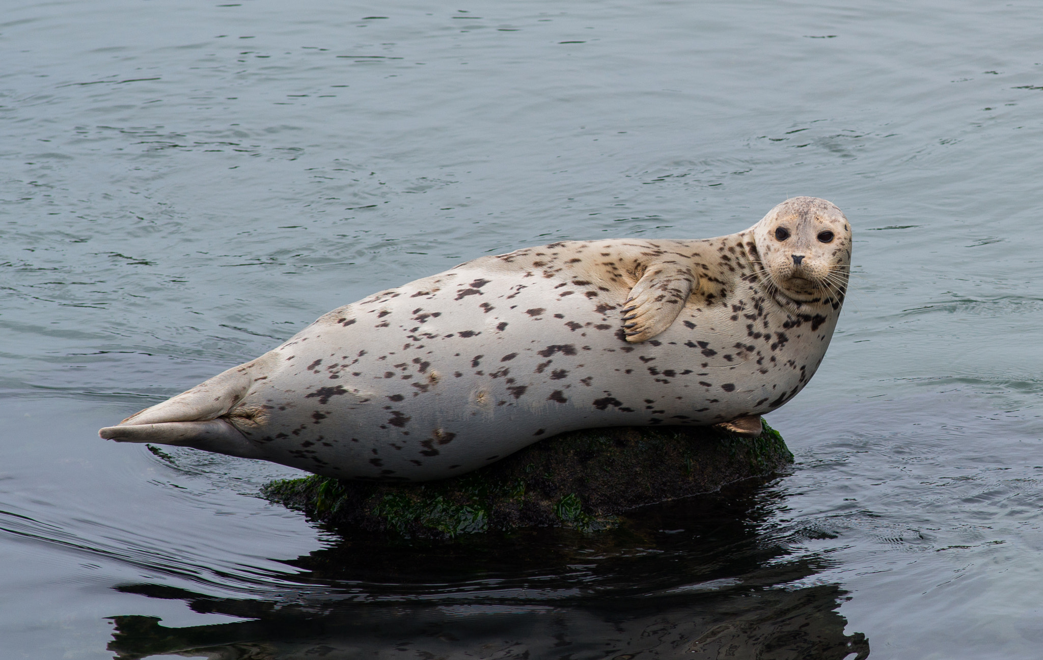 Nikon D800E + Nikon AF Nikkor 180mm F2.8D ED-IF sample photo. Seal @ fisherman's wharf monterey photography