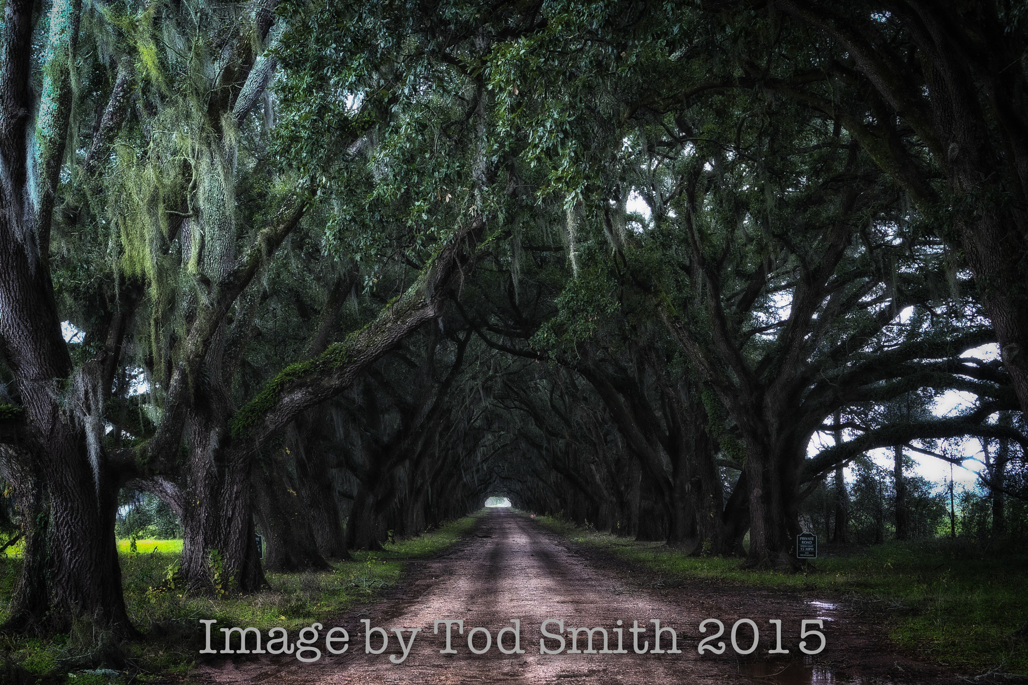 Sony E 35mm F1.8 OSS sample photo. Oak grove evergreen plantation photography