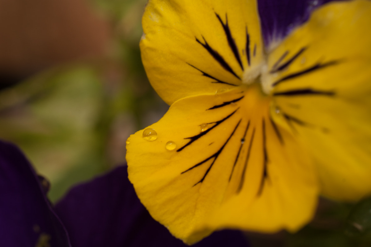 Nikon D50 sample photo. Untitled photography