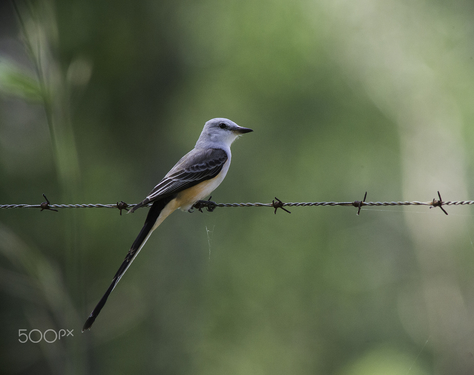Nikon D4 + AF Zoom-Nikkor 70-210mm f/4 sample photo. Scissor tailed flycatcher on duty photography
