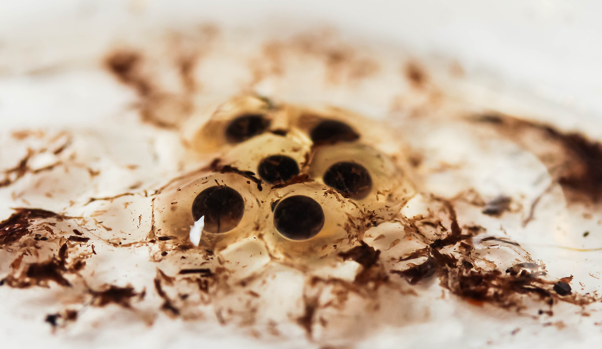 Canon EF-S 60mm F2.8 Macro USM sample photo. Poison dart frog eggs photography