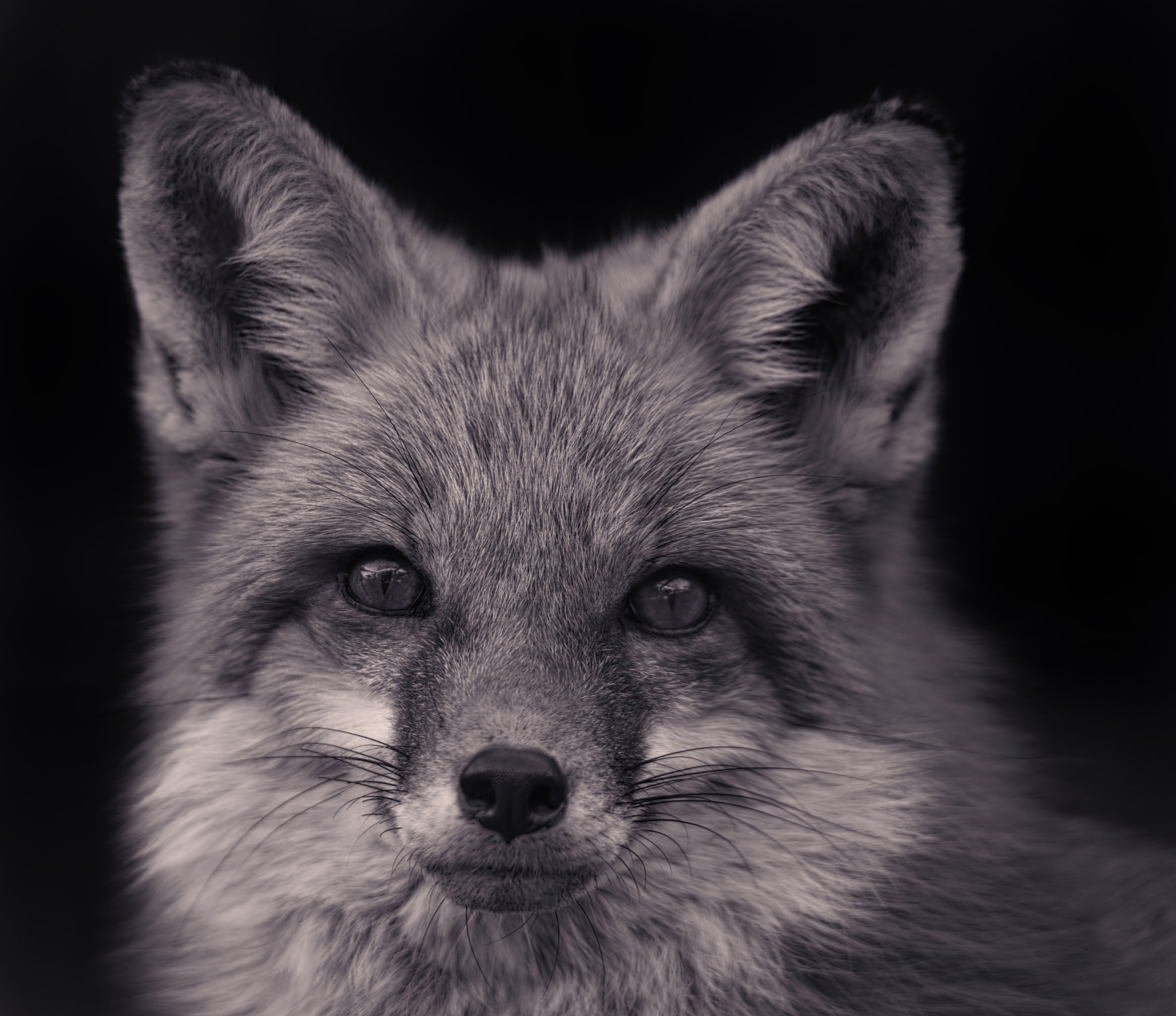 Canon EOS 5DS + Tamron SP 150-600mm F5-6.3 Di VC USD sample photo. Red fox photography