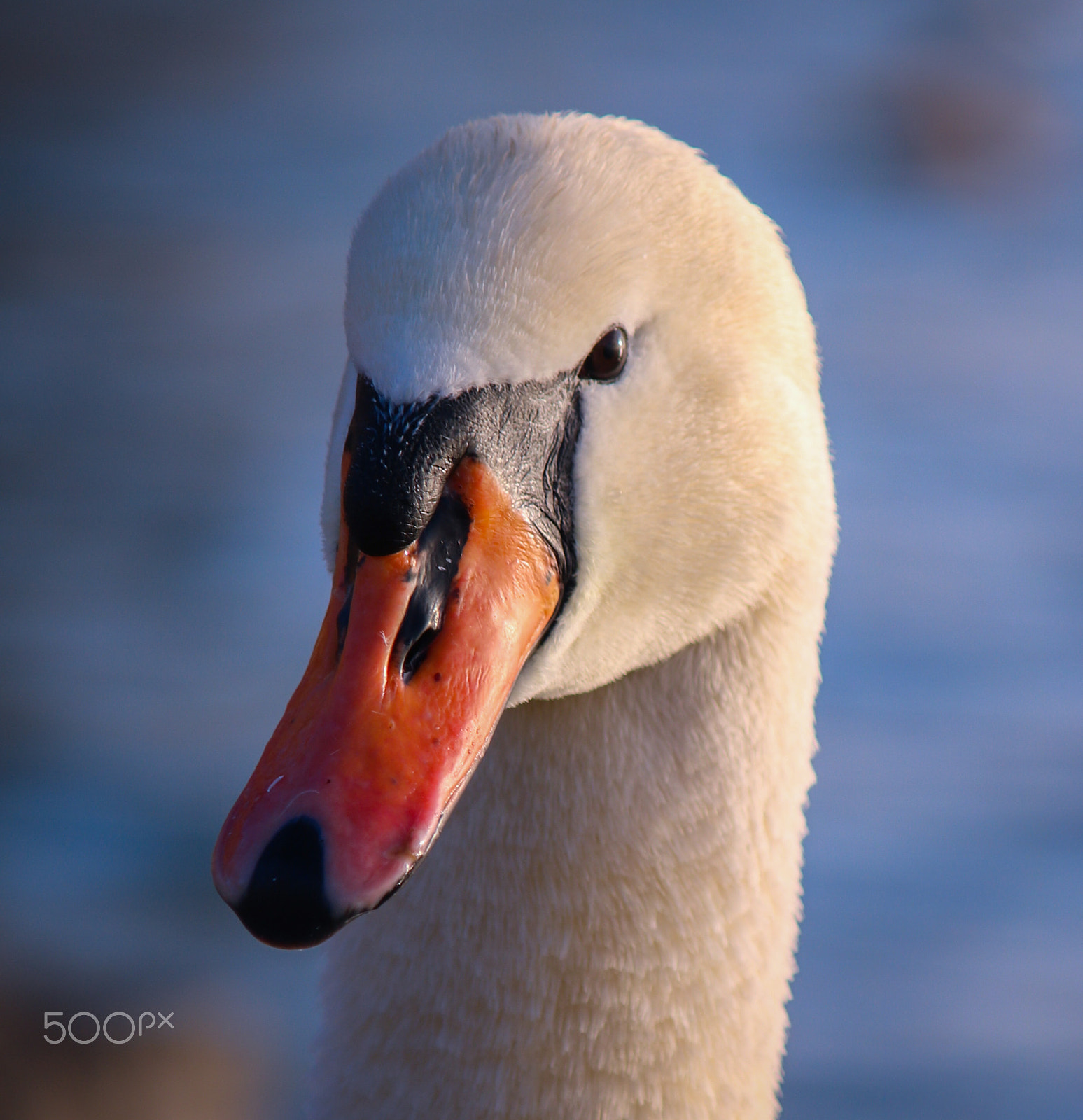 Canon EF-S 55-250mm F4-5.6 IS sample photo. Swan portrait photography