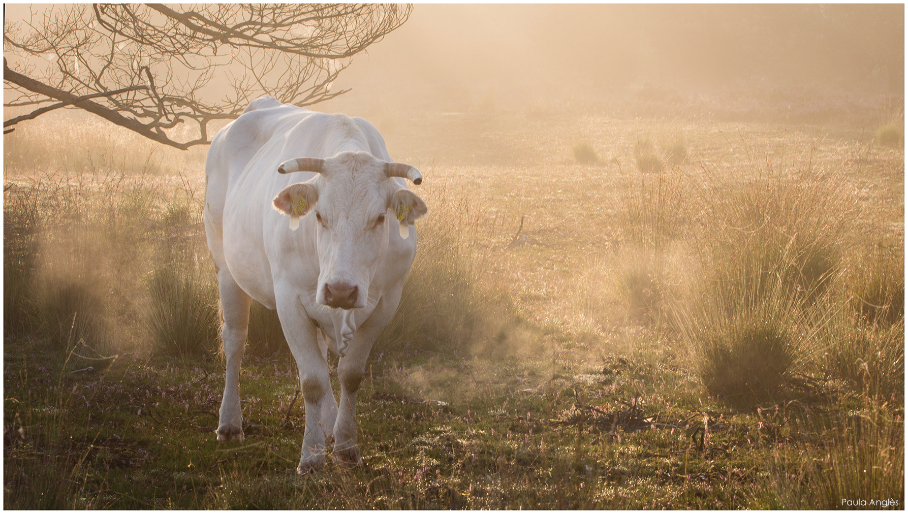 Sony SLT-A77 + 90mm F2.8 Macro SSM sample photo. Mooooo photography