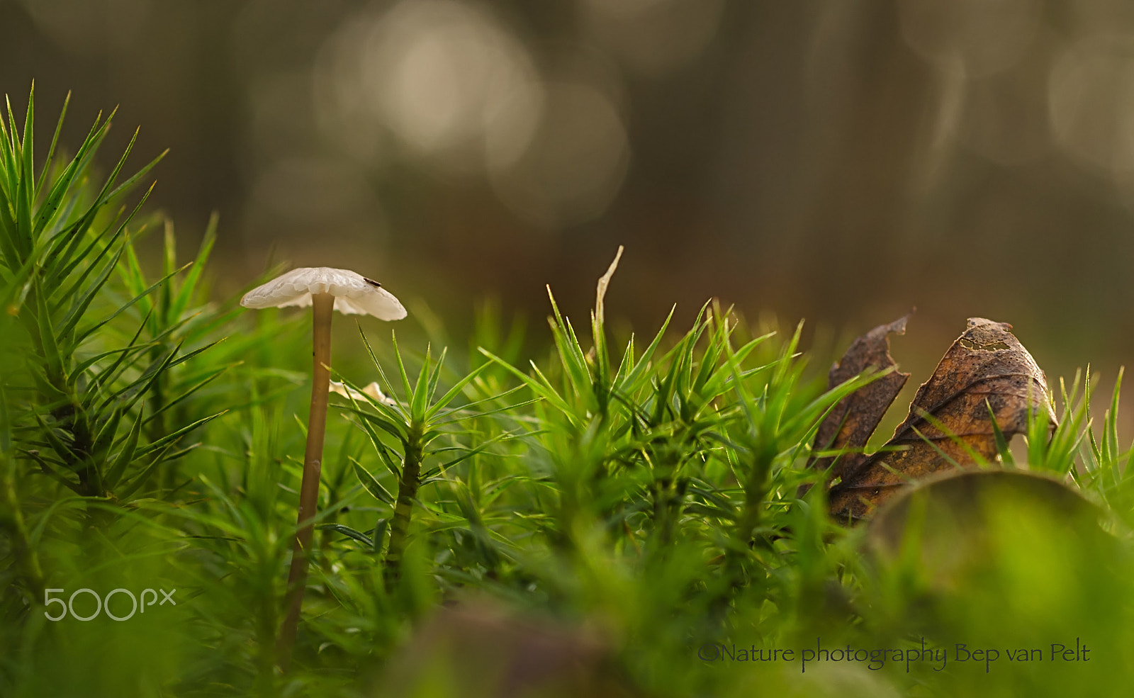 Nikon D7000 + Sigma 50mm F2.8 EX DG Macro sample photo. Mushroom in winter forest photography