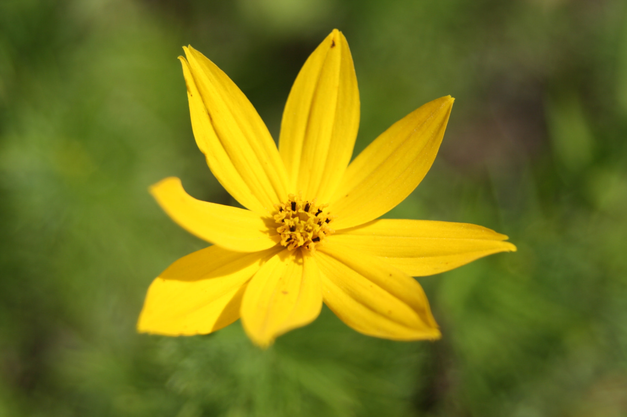 Sigma 28-80mm f/3.5-5.6 II Macro sample photo. Die gelben blumen im sommer photography