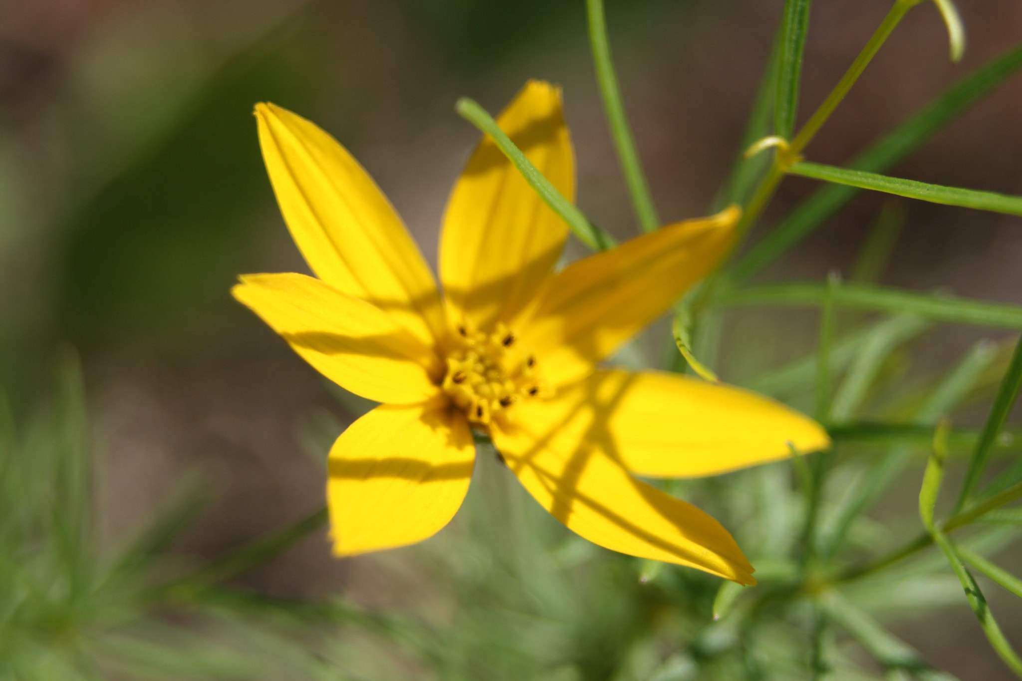 Sigma 28-80mm f/3.5-5.6 II Macro sample photo. Die gelben blumen im sommer photography