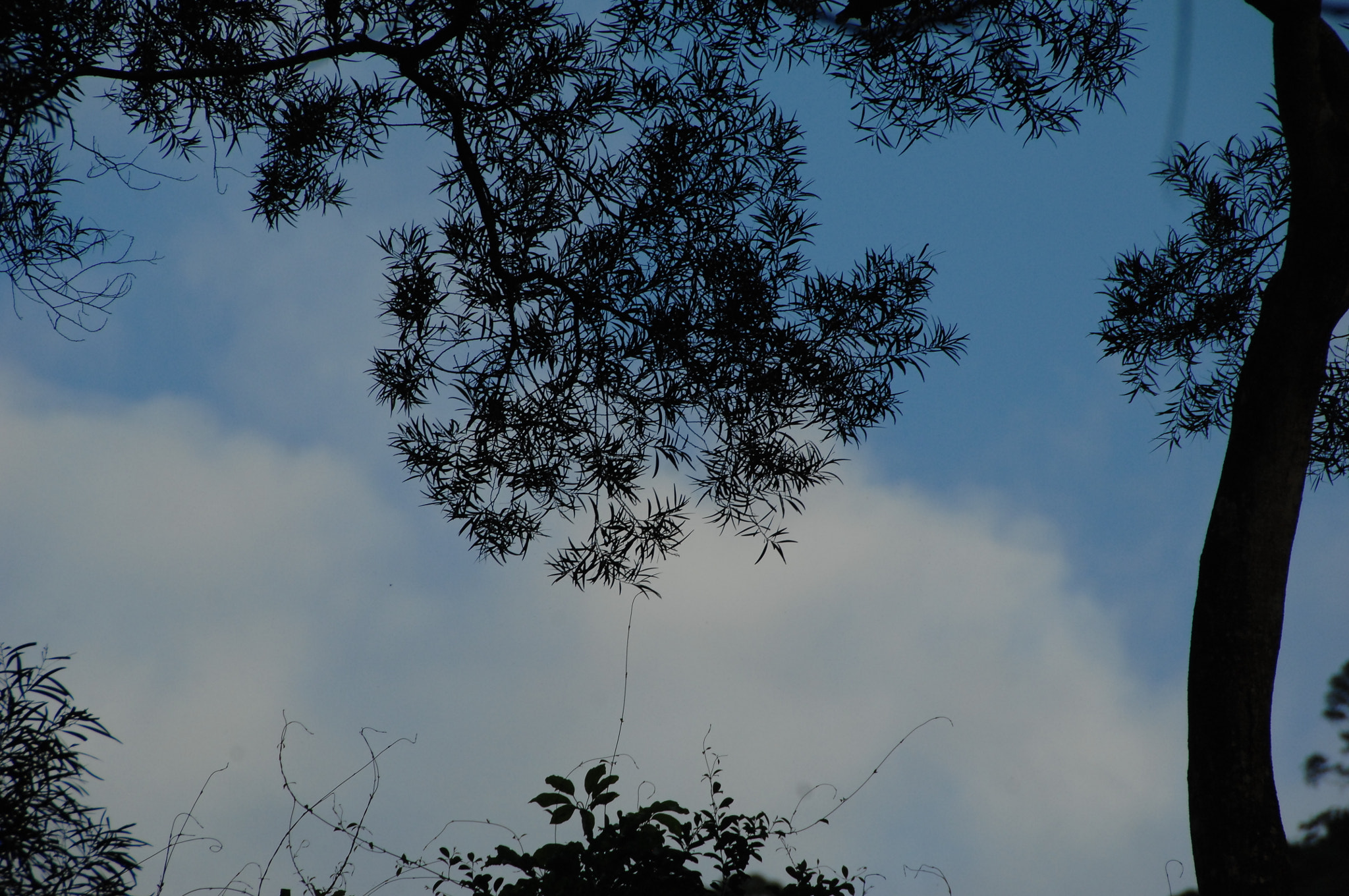 Nikon D2X sample photo. .. photography