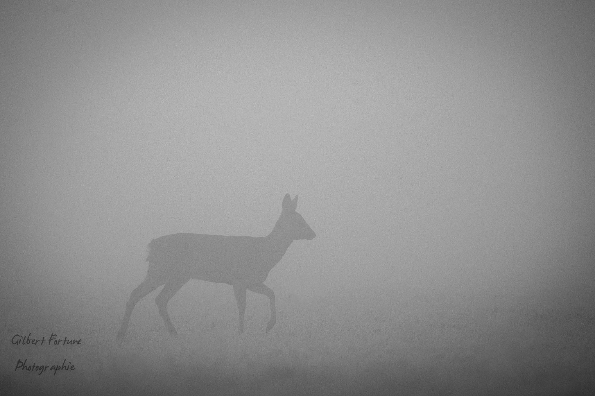 Nikon AF-S Nikkor 300mm F2.8G ED VR II sample photo. Chevreuil dans le brouillard matinal photography