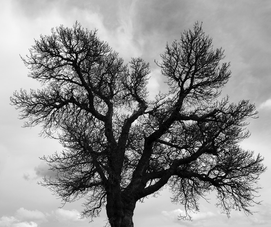 Olympus E-5 + OLYMPUS 14-54mm Lens sample photo. The tree against the sky photography