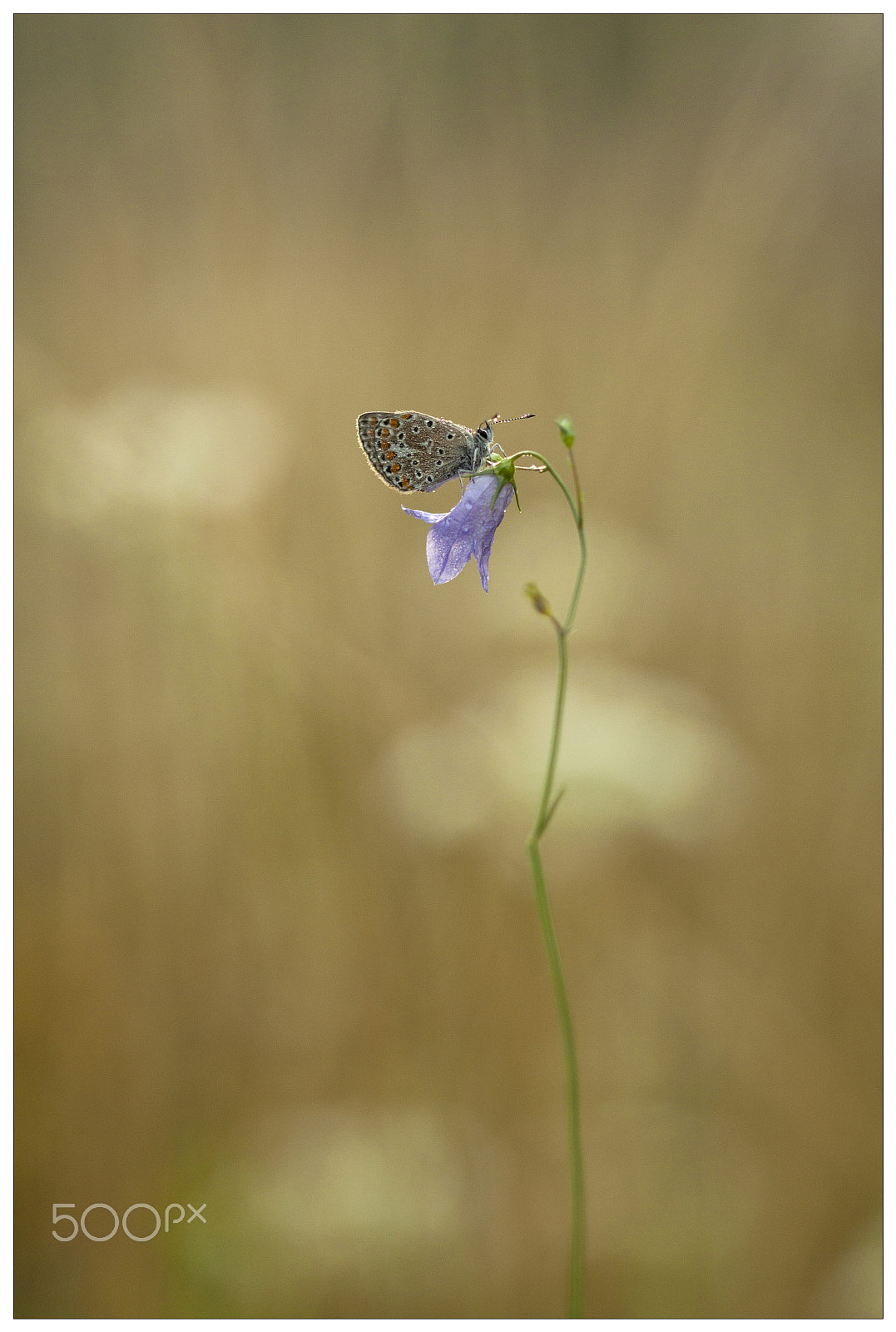 Canon EOS 50D + Canon EF 100mm F2.8 Macro USM sample photo. Butterflies and more photography