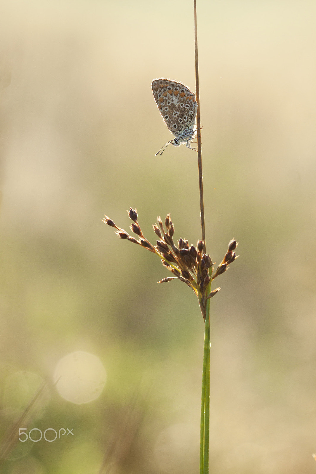 Canon EOS 50D + Canon EF 100mm F2.8 Macro USM sample photo. Butterflies and more photography