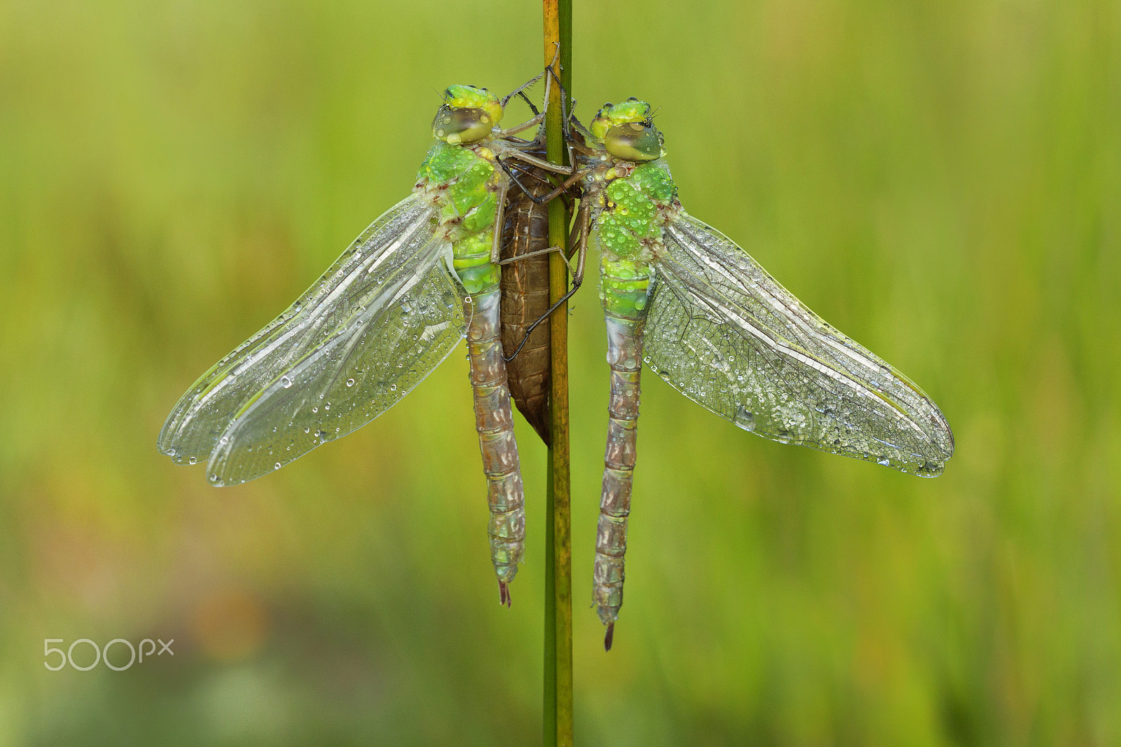Canon EOS 50D + Canon EF 100mm F2.8 Macro USM sample photo. Butterflies and more photography