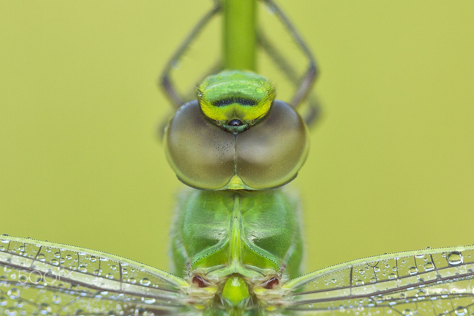 Canon EOS 50D + Canon EF 100mm F2.8 Macro USM sample photo. Butterflies and more photography
