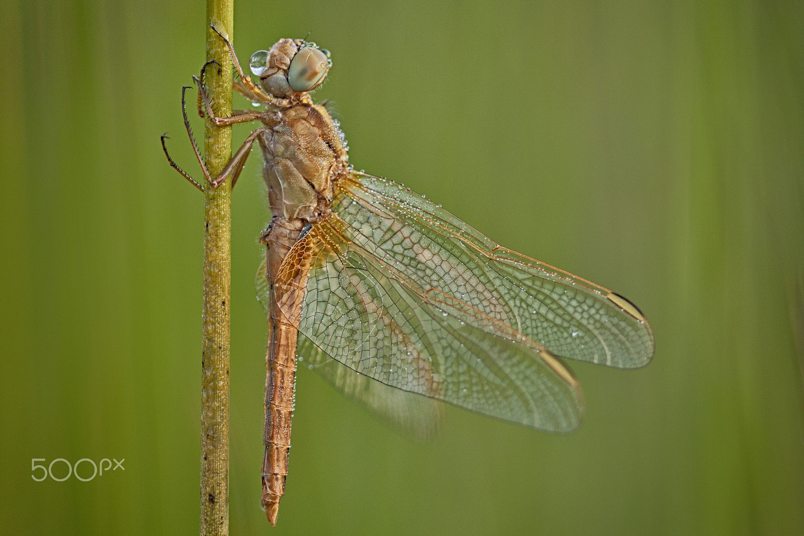 Canon EOS 50D + Canon EF 100mm F2.8 Macro USM sample photo. Butterflies and more photography