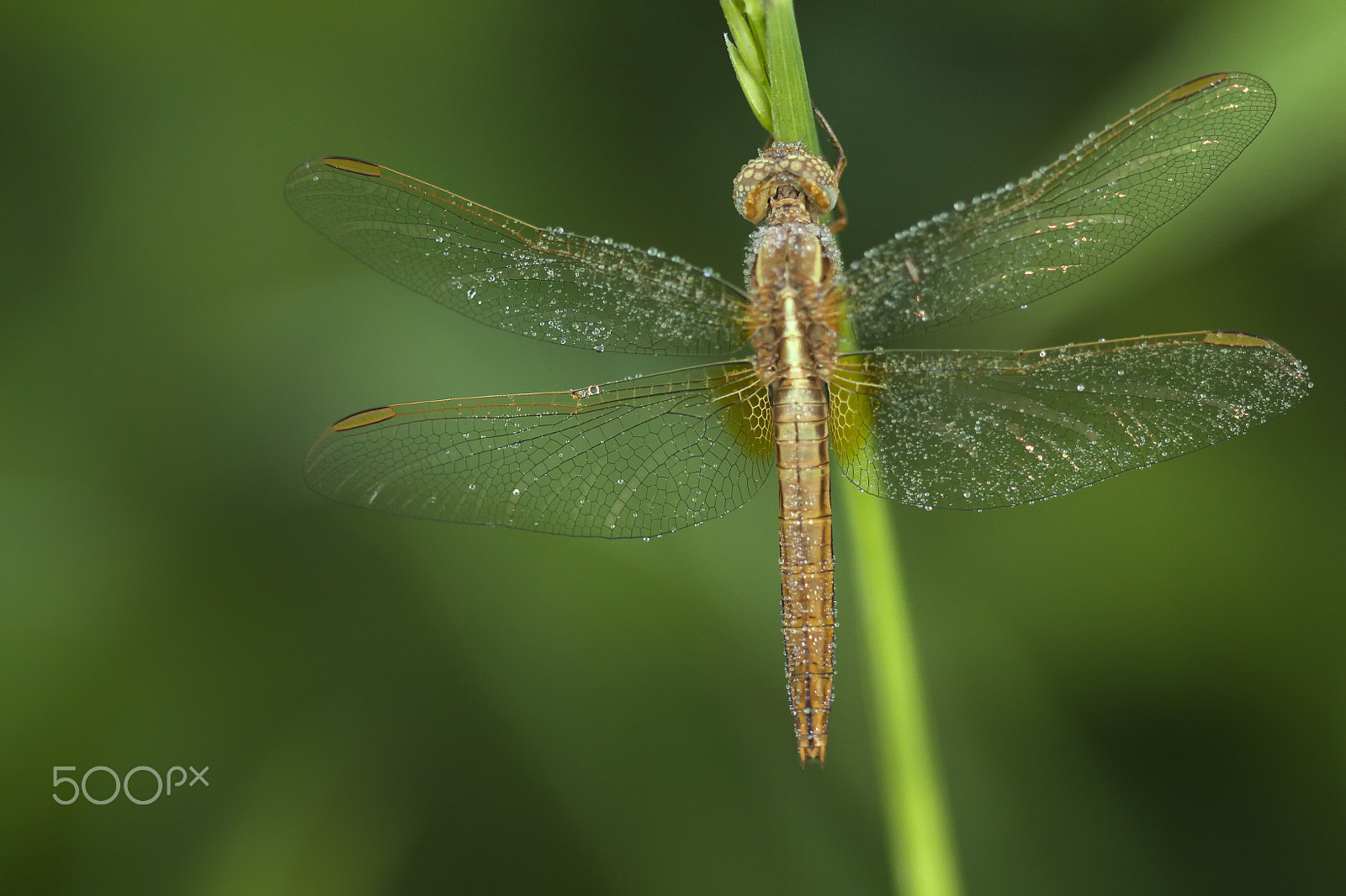 Canon EOS 50D + Canon EF 100mm F2.8 Macro USM sample photo. Butterflies and more photography
