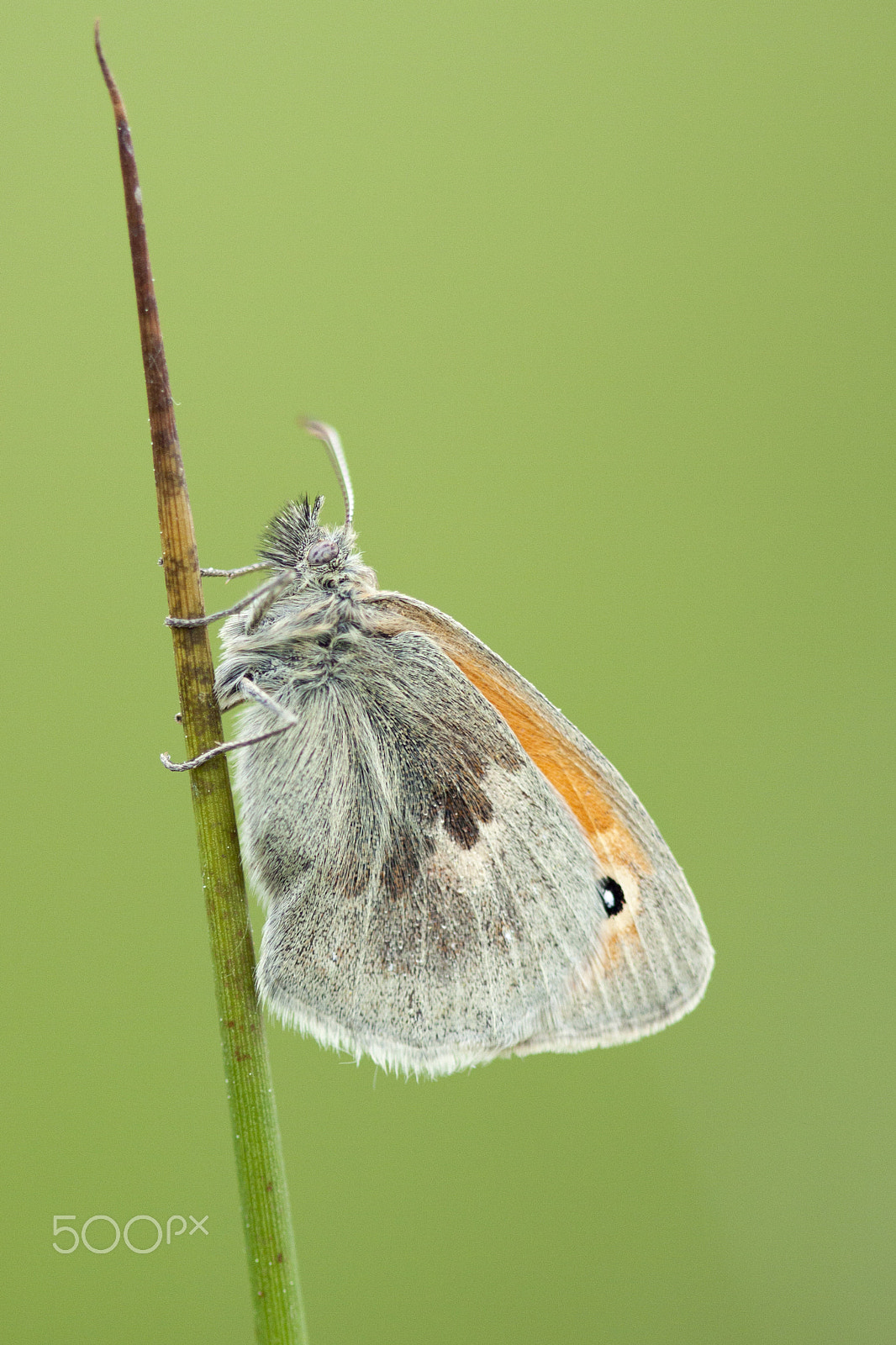 Canon EOS 50D + Canon EF 100mm F2.8 Macro USM sample photo. Butterflies and more photography