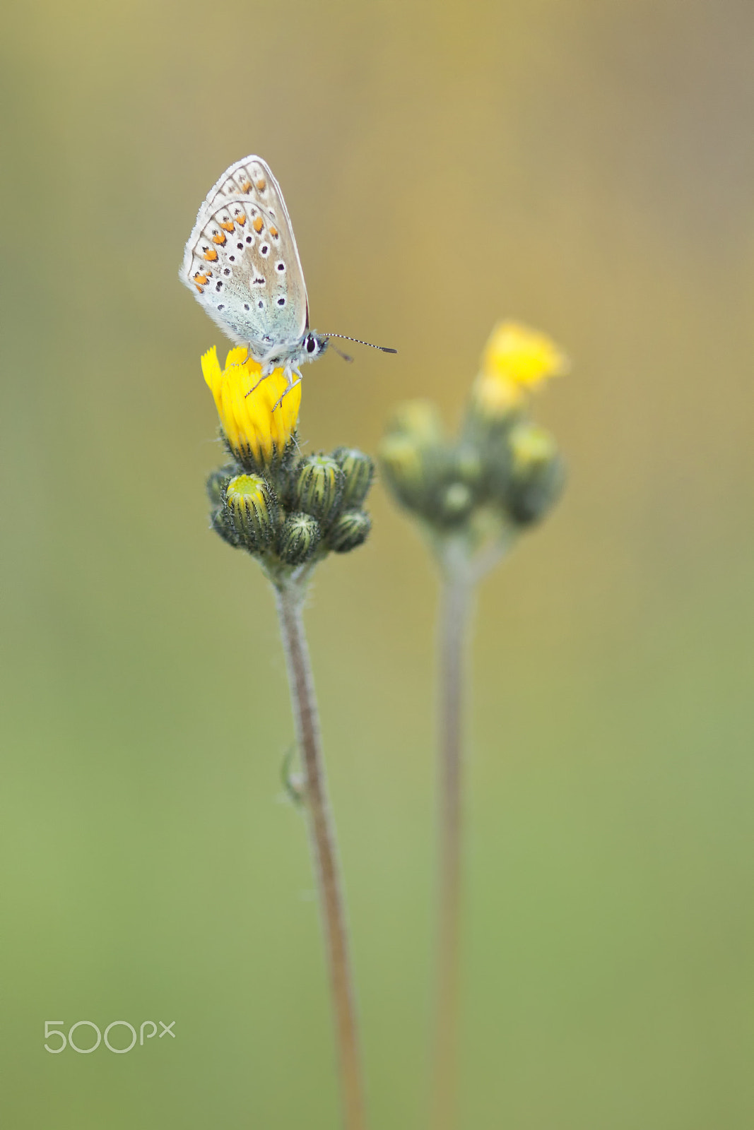 Canon EOS 50D + Canon EF 100mm F2.8 Macro USM sample photo. Butterflies and more photography